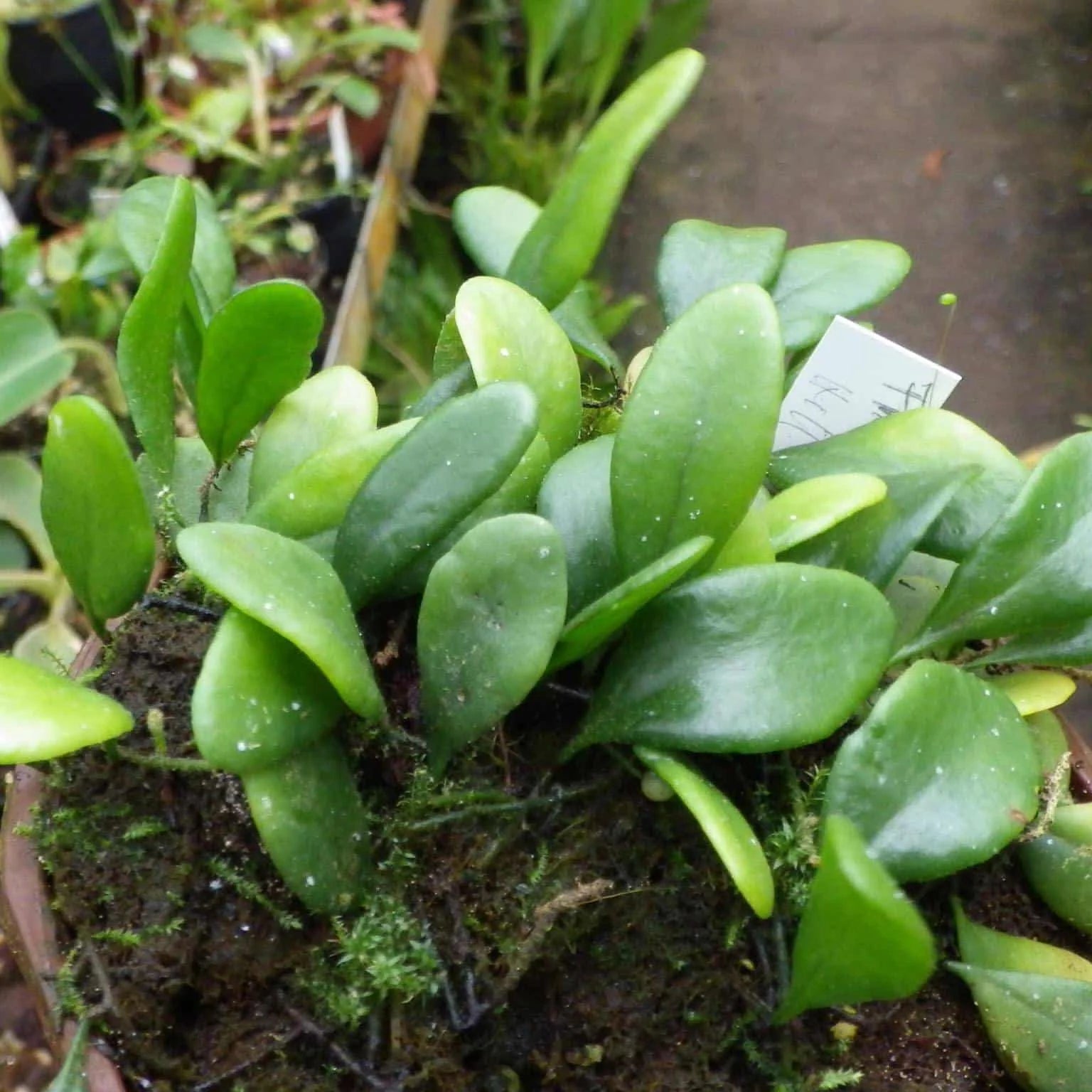 Pyrrosia piloselloides, Dragon Scale Fern 大森食虫植物農園