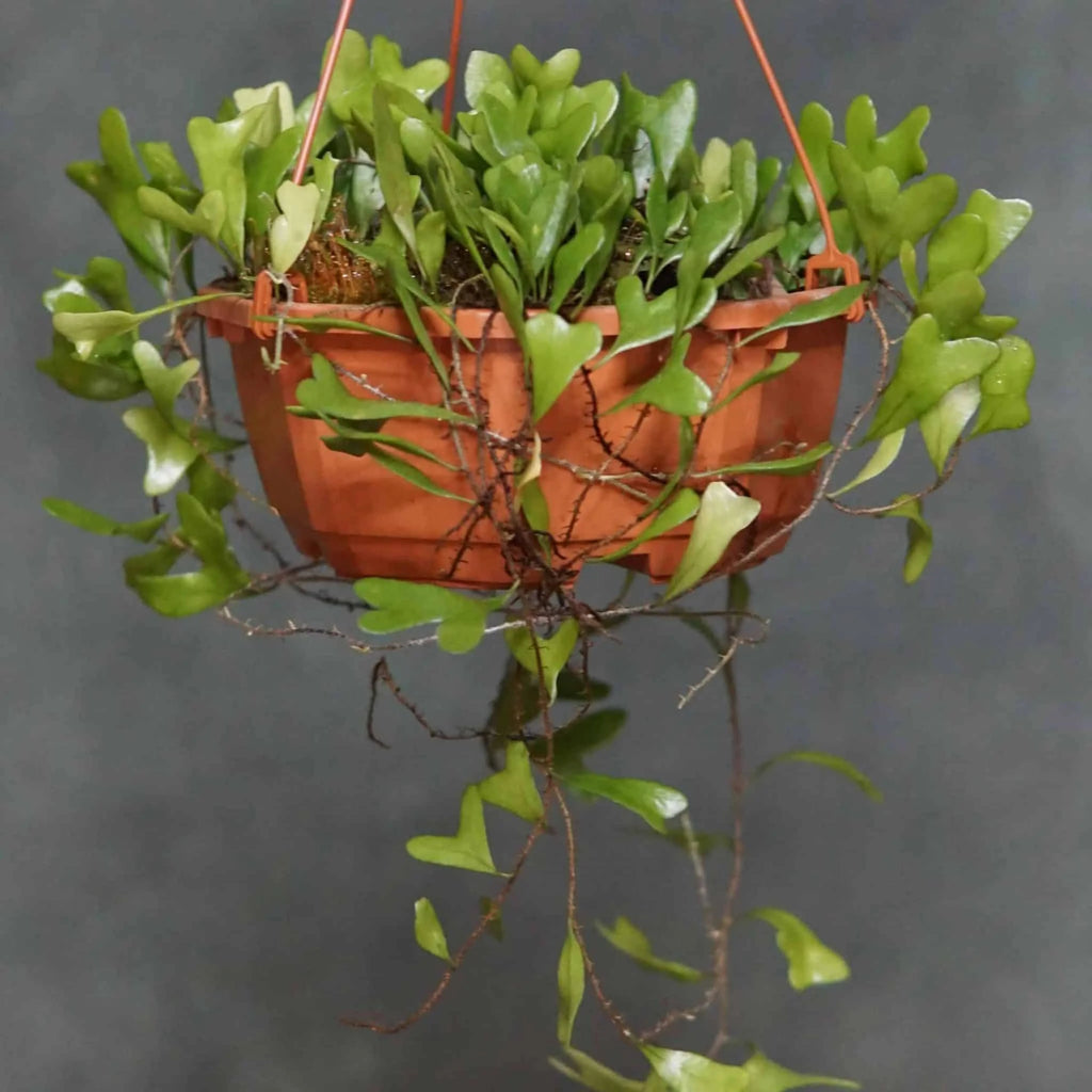 Pyrrosia piloselloides, heart shaped leaves 大森食虫植物農園