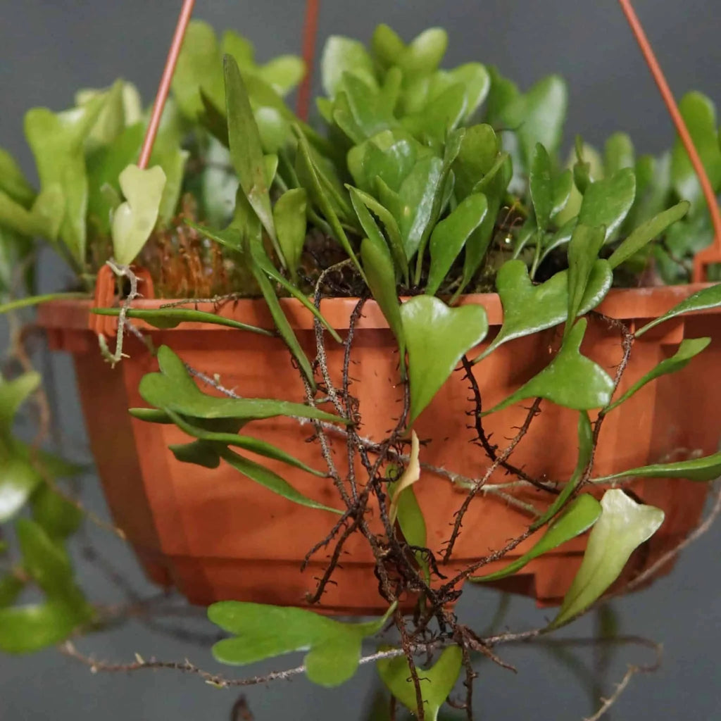 Pyrrosia piloselloides, heart shaped leaves 大森食虫植物農園