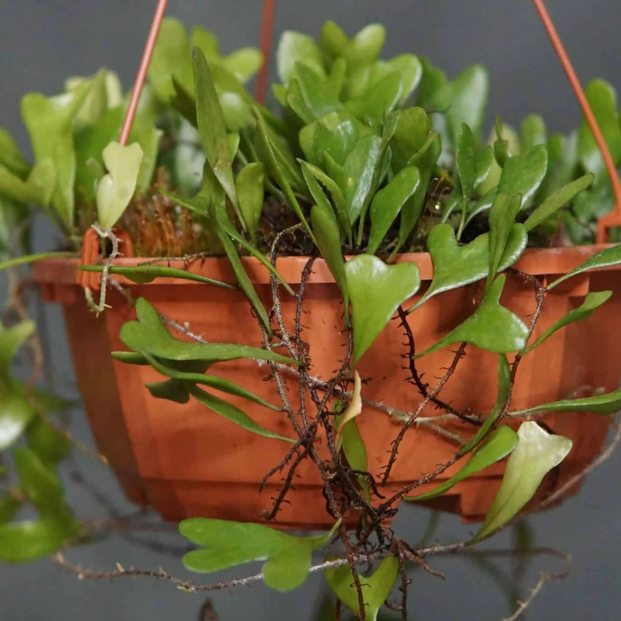 Pyrrosia piloselloides, heart shaped leaves 大森食虫植物農園