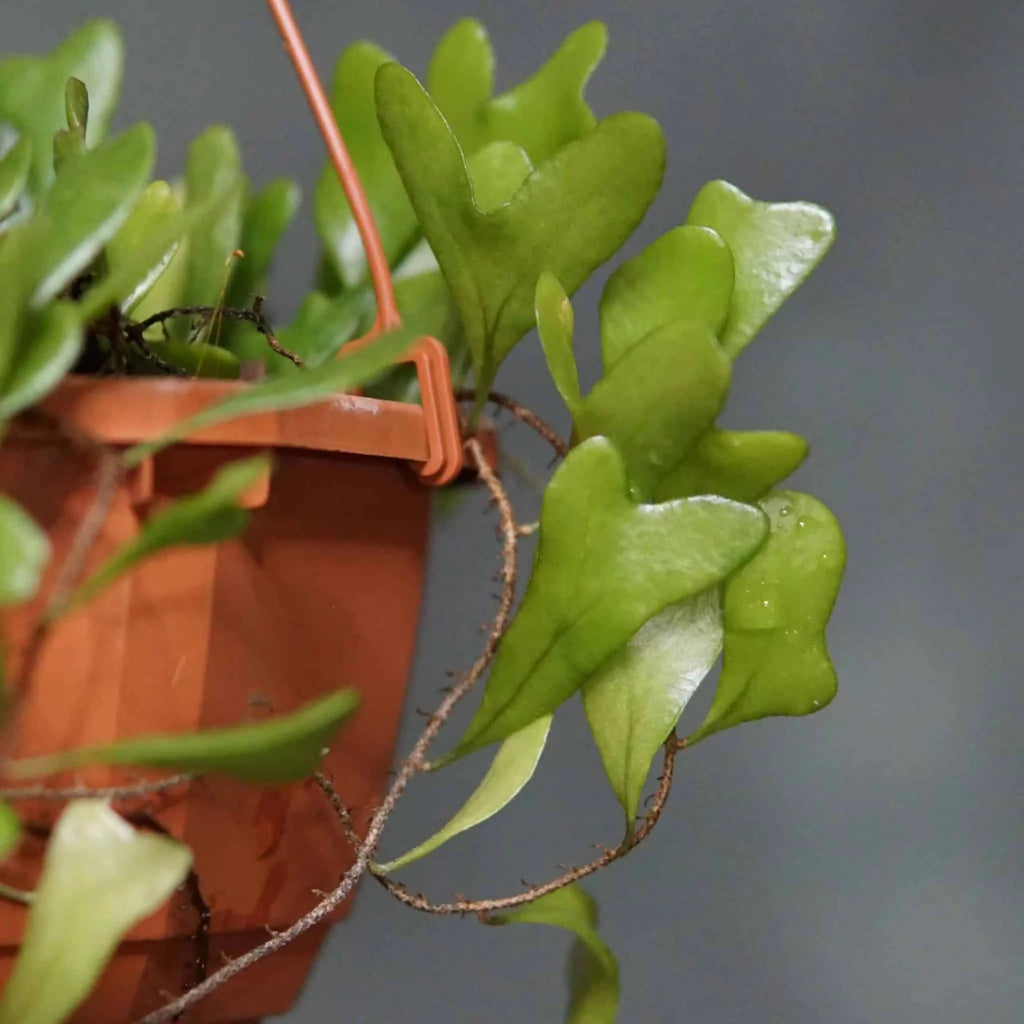 Pyrrosia piloselloides, heart shaped leaves 大森食虫植物農園