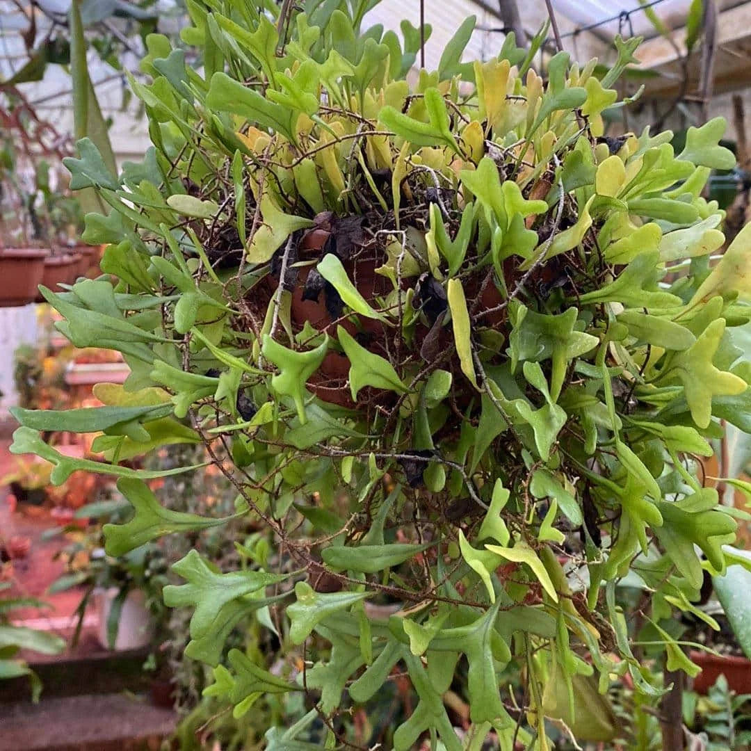 Pyrrosia piloselloides, heart shaped leaves 大森食虫植物農園