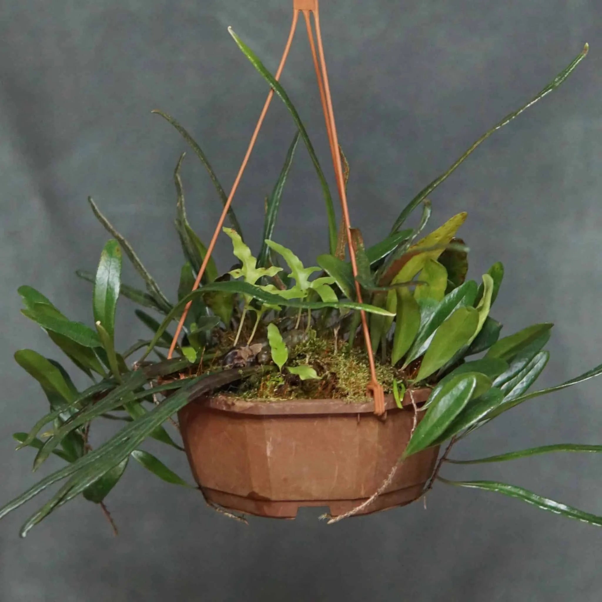 Pyrrosia spec. A 大森食虫植物農園