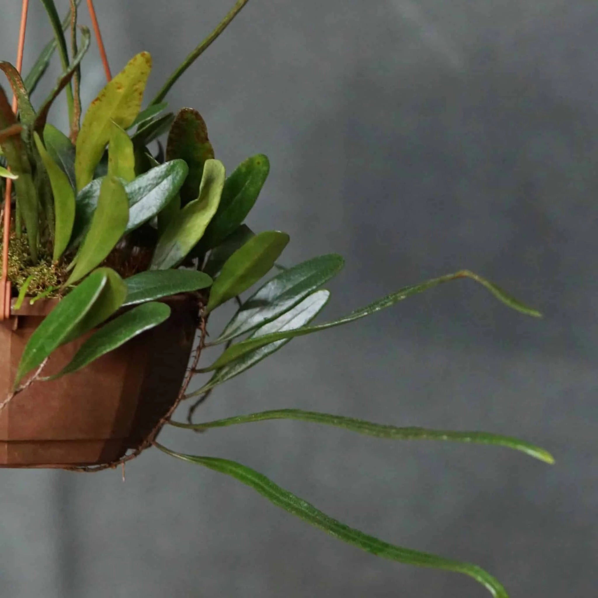Pyrrosia spec. A 大森食虫植物農園