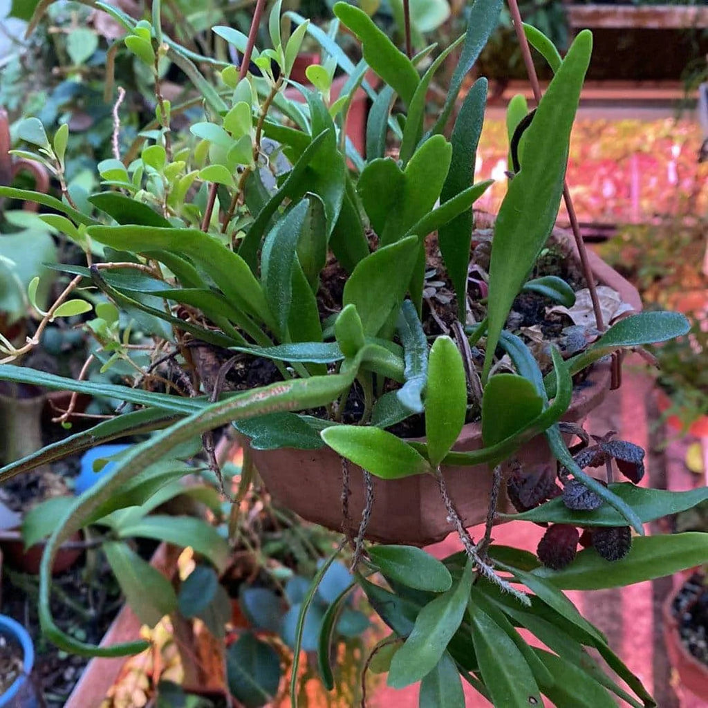 Pyrrosia spec. A 大森食虫植物農園