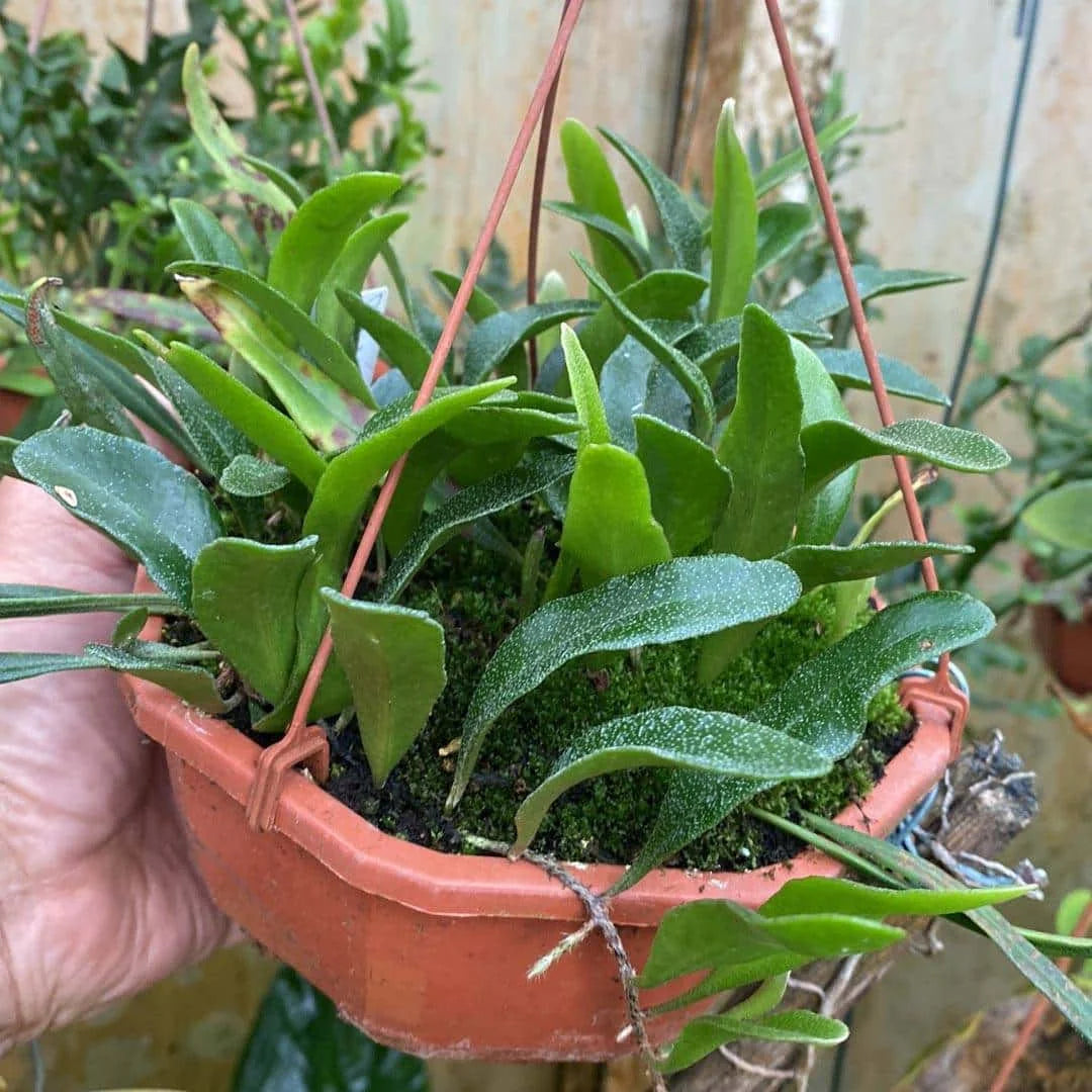 Pyrrosia spec. A 大森食虫植物農園