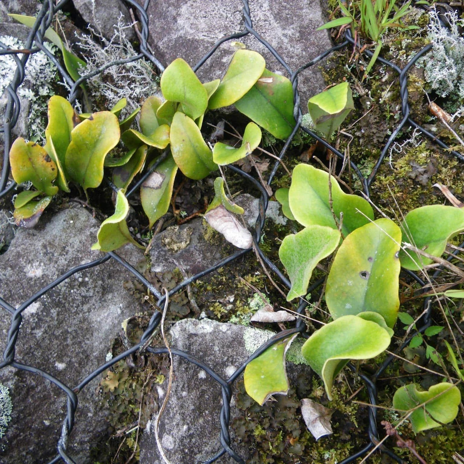 Pyrrosia spec. Cameron Highlands, growing lithophytic on stones 大森食虫植物農園