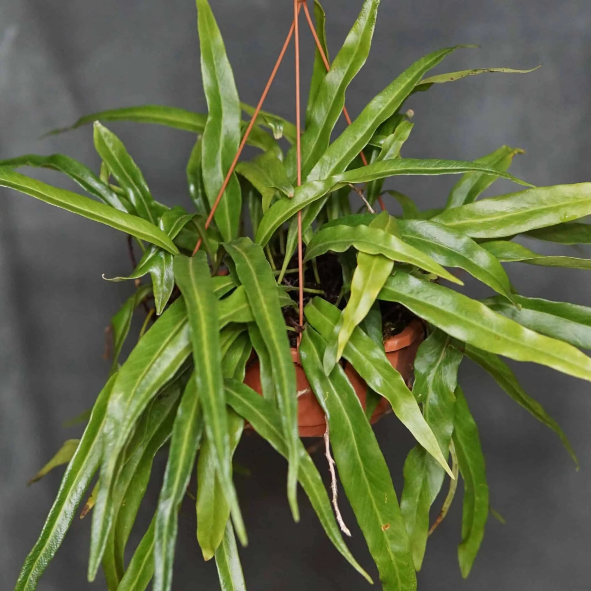 Pyrrosia spec. Kew Gardens, ex Stoeckl 大森食虫植物農園
