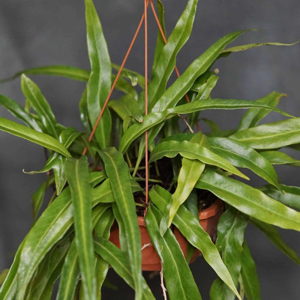 Pyrrosia spec. Kew Gardens, ex Stoeckl 大森食虫植物農園
