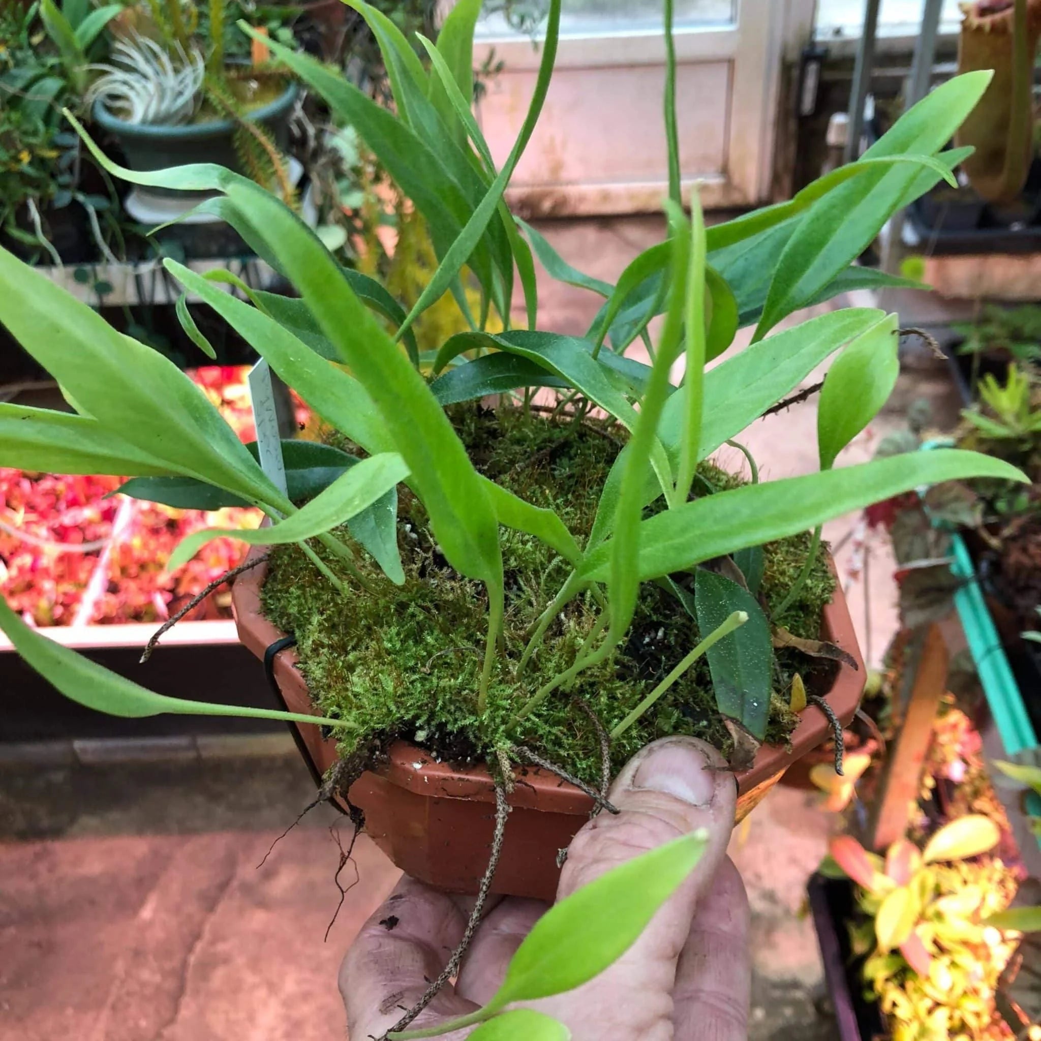 Pyrrosia spec. Kew Gardens, ex Stoeckl 大森食虫植物農園