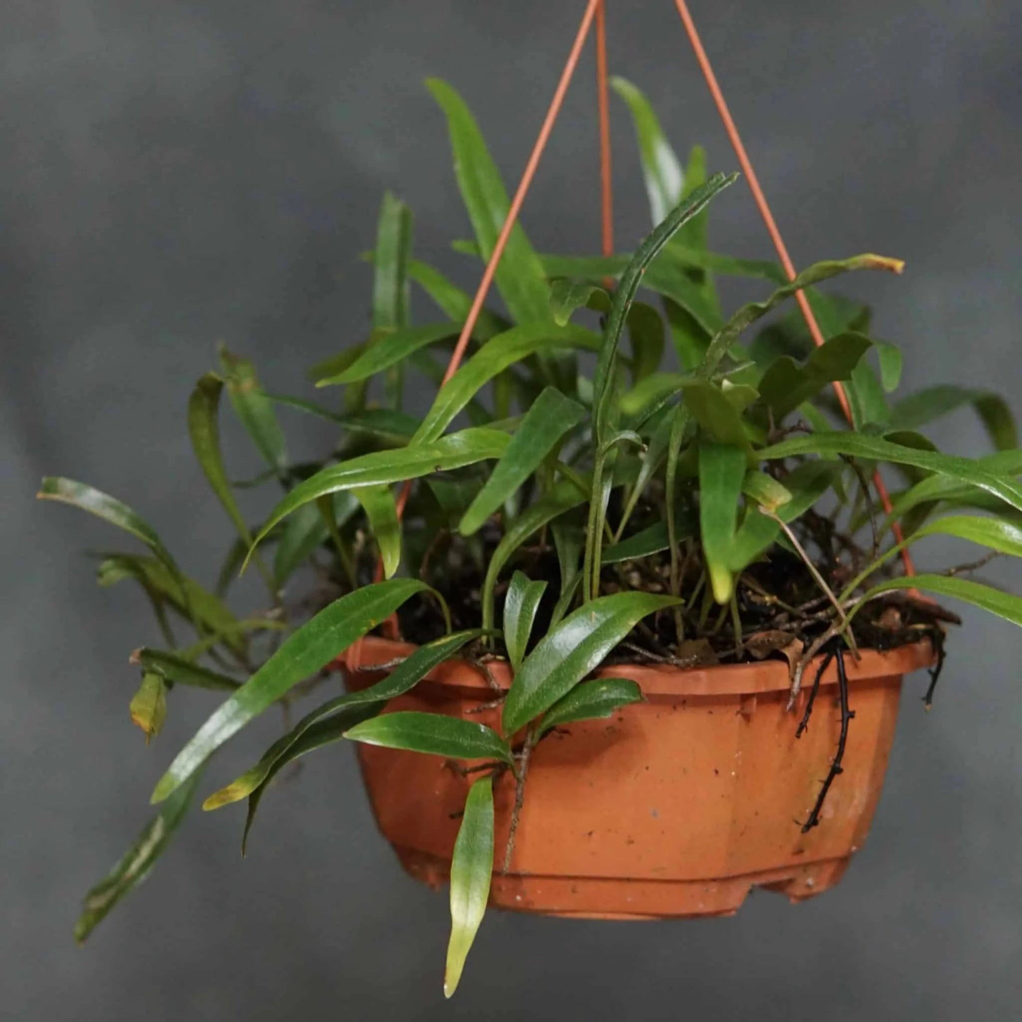Pyrrosia spec. Matang Area, Sarawak 大森食虫植物農園