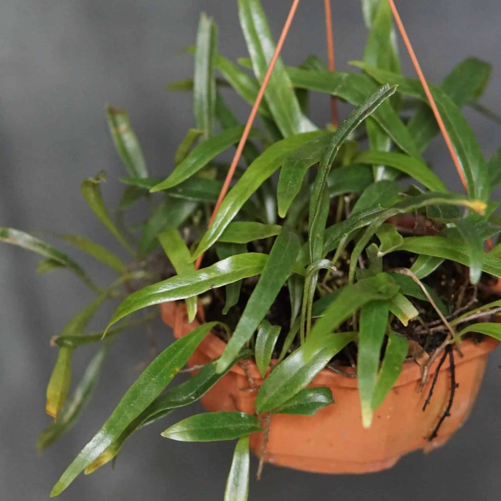 Pyrrosia spec. Matang Area, Sarawak 大森食虫植物農園