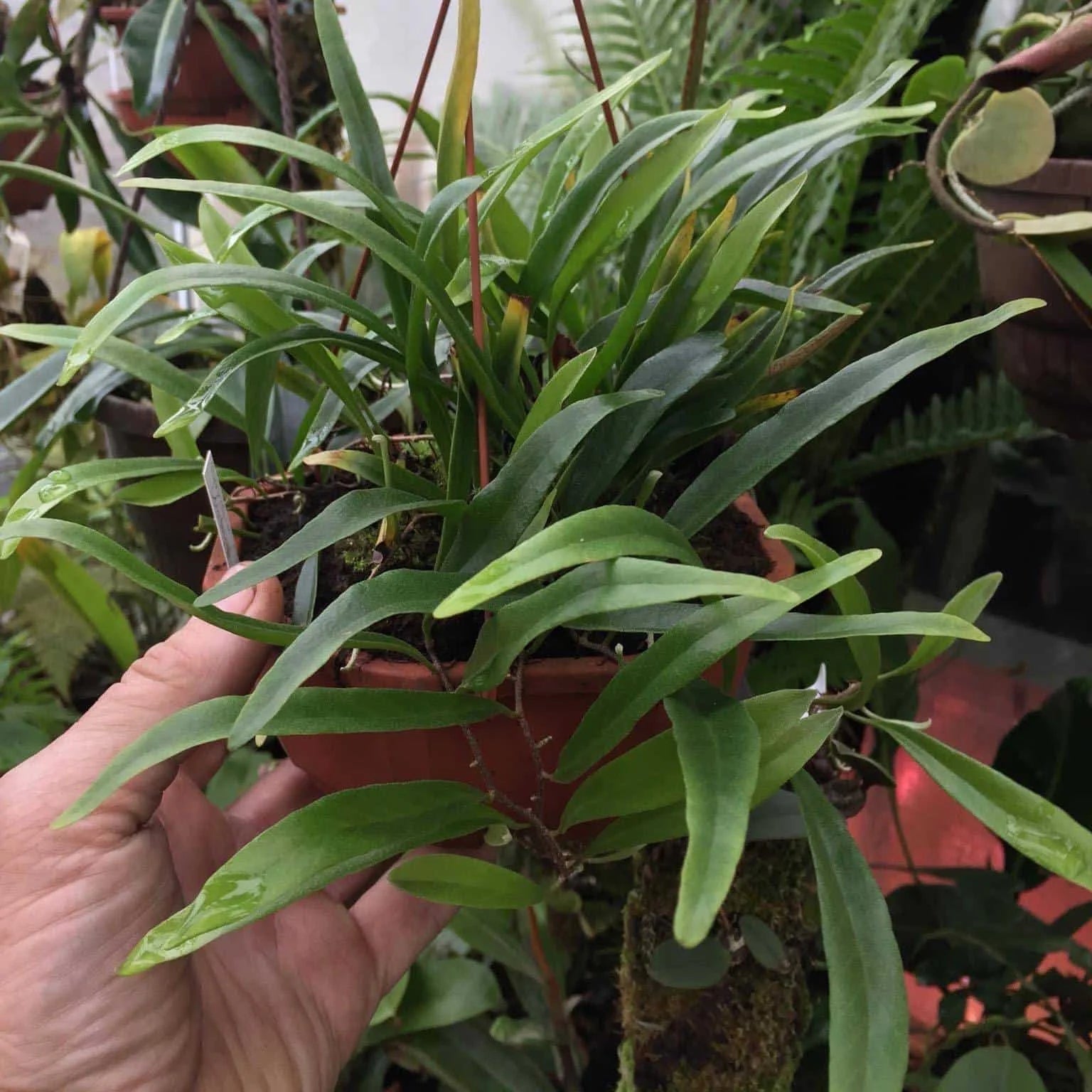 Pyrrosia spec. Matang Area, Sarawak 大森食虫植物農園