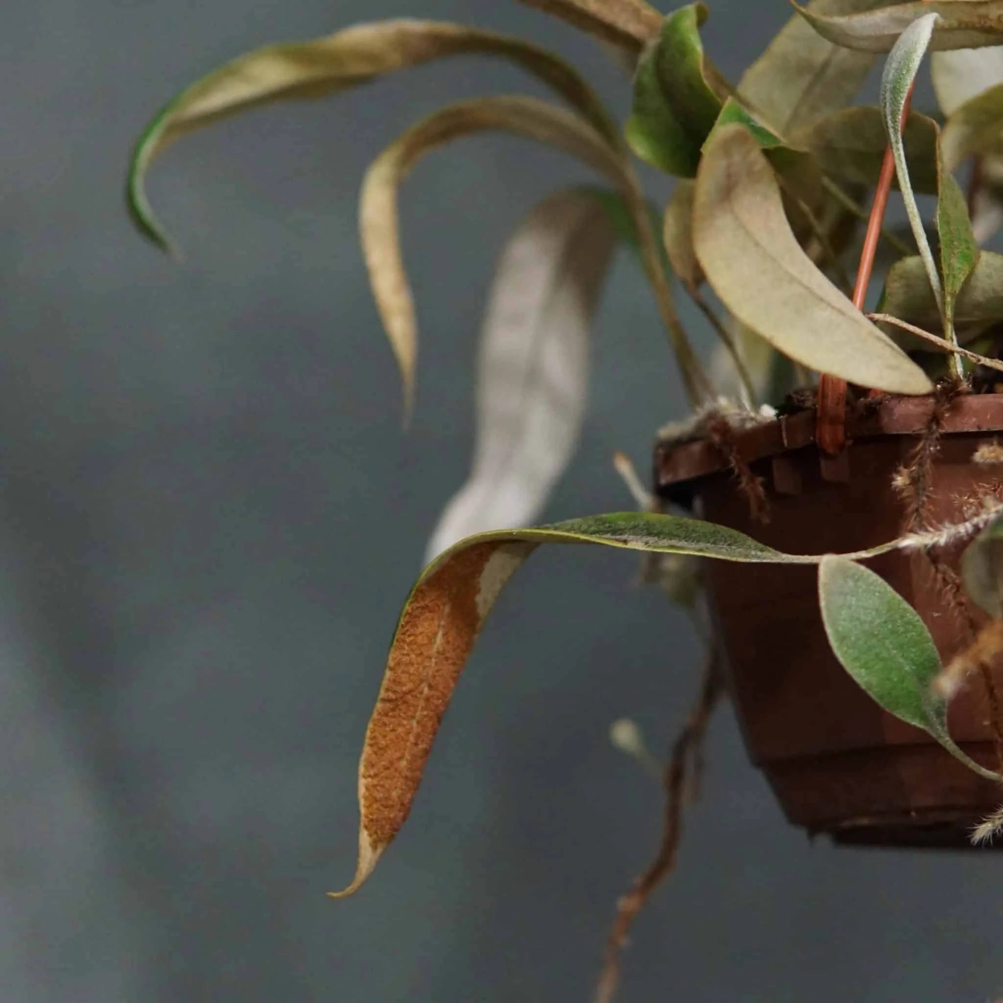 Pyrrosia spec. Tambunan Road 大森食虫植物農園