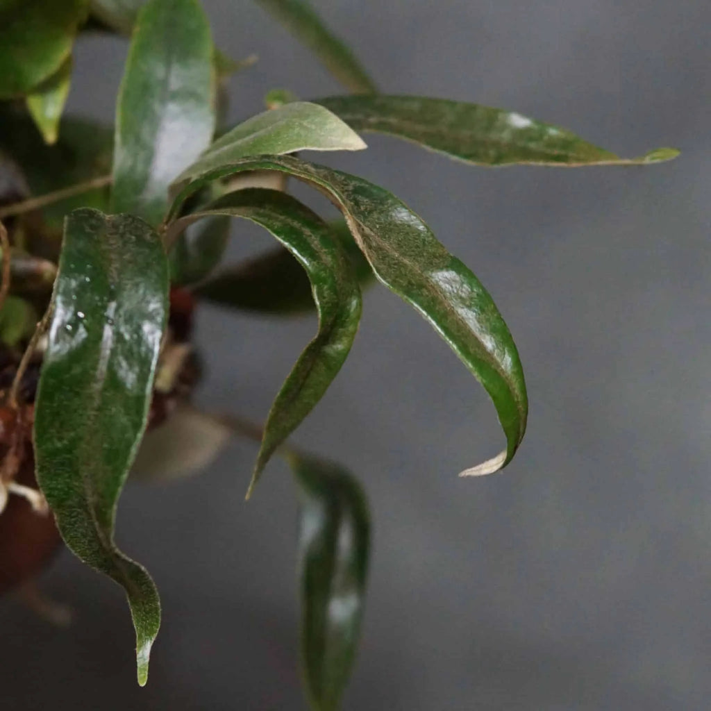 Pyrrosia spec. Tambunan Road 大森食虫植物農園