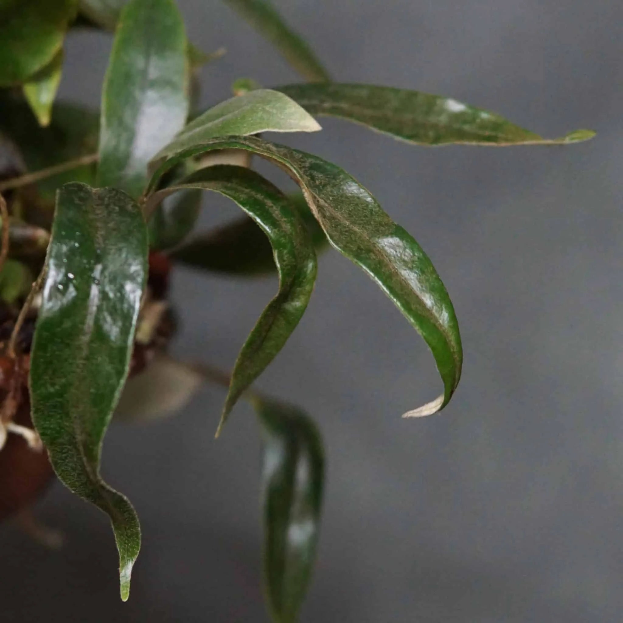 Pyrrosia spec. Tambunan Road 大森食虫植物農園