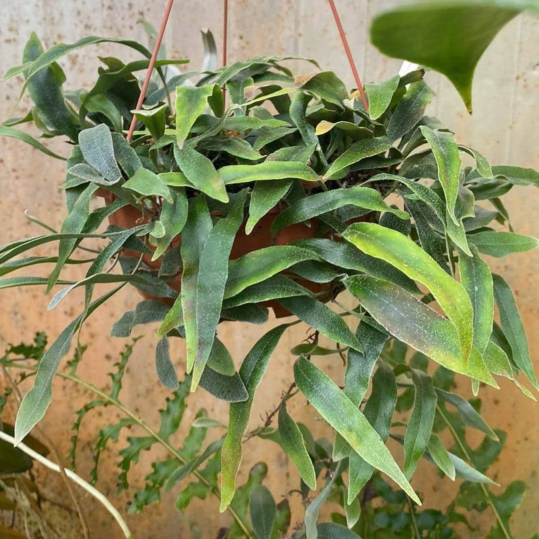 Pyrrosia spec. Tambunan Road 大森食虫植物農園
