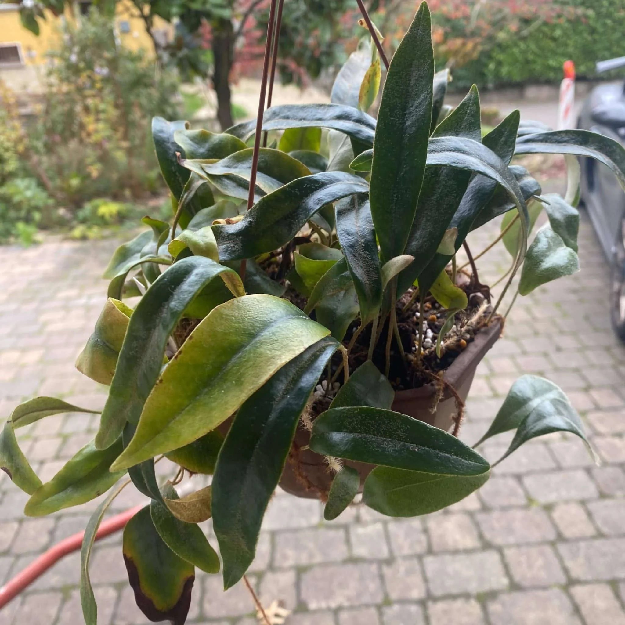 Pyrrosia spec. Tambunan Road 大森食虫植物農園