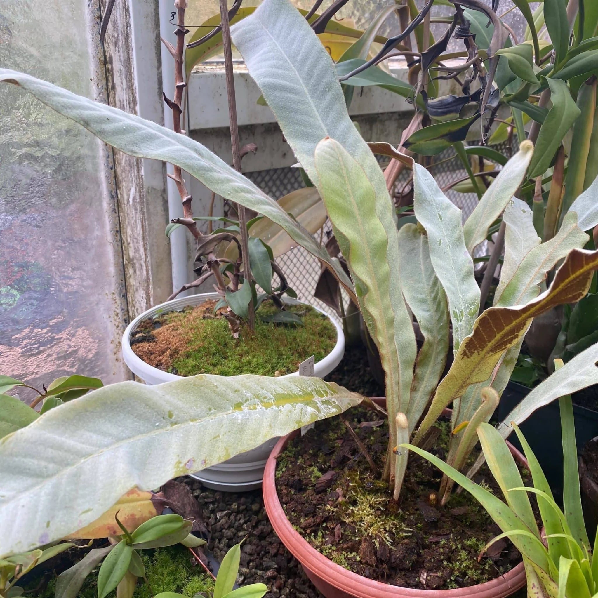 Pyrrosia spec. Very long silver green leaves 大森食虫植物農園