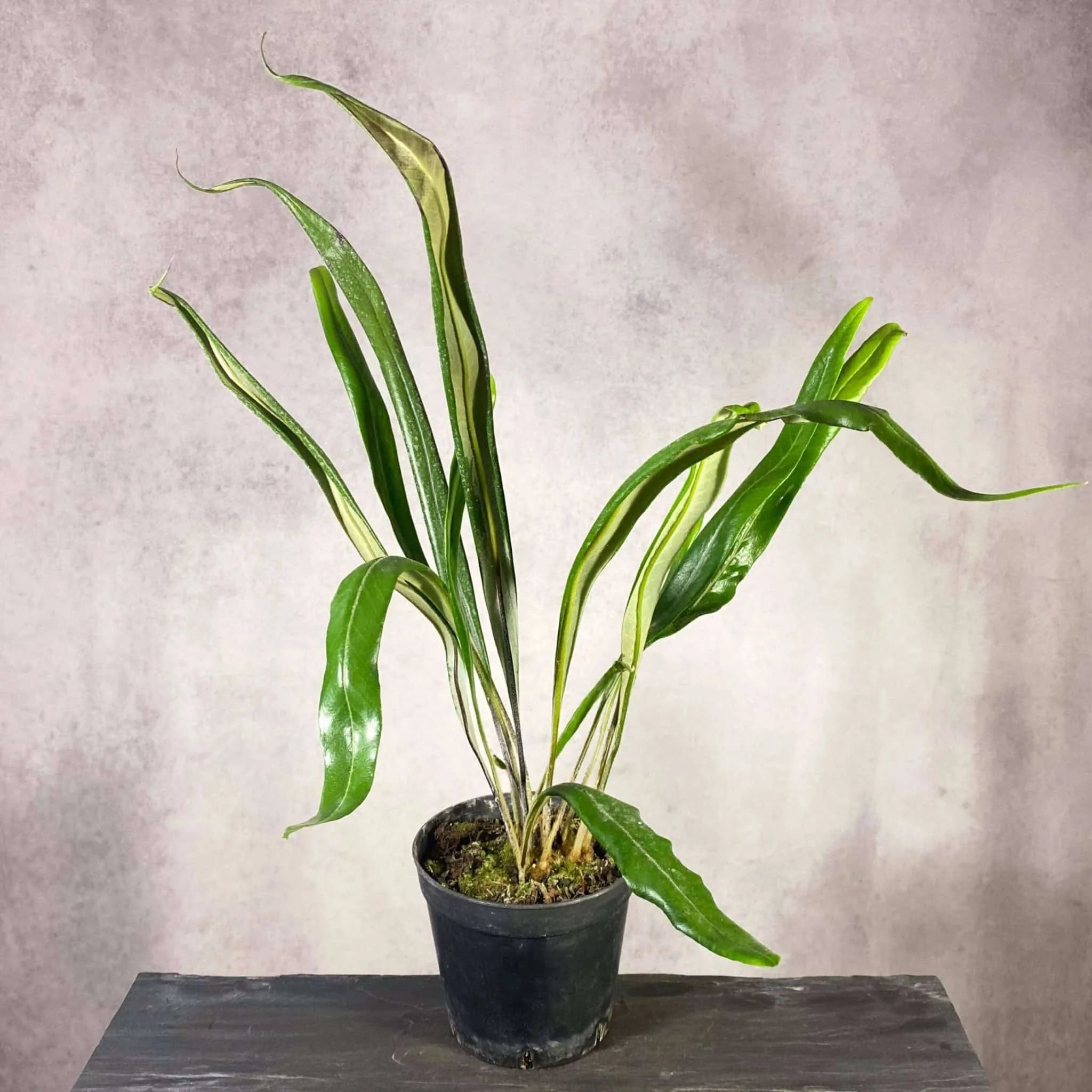 Pyrrosia subfurfuracea 大森食虫植物農園