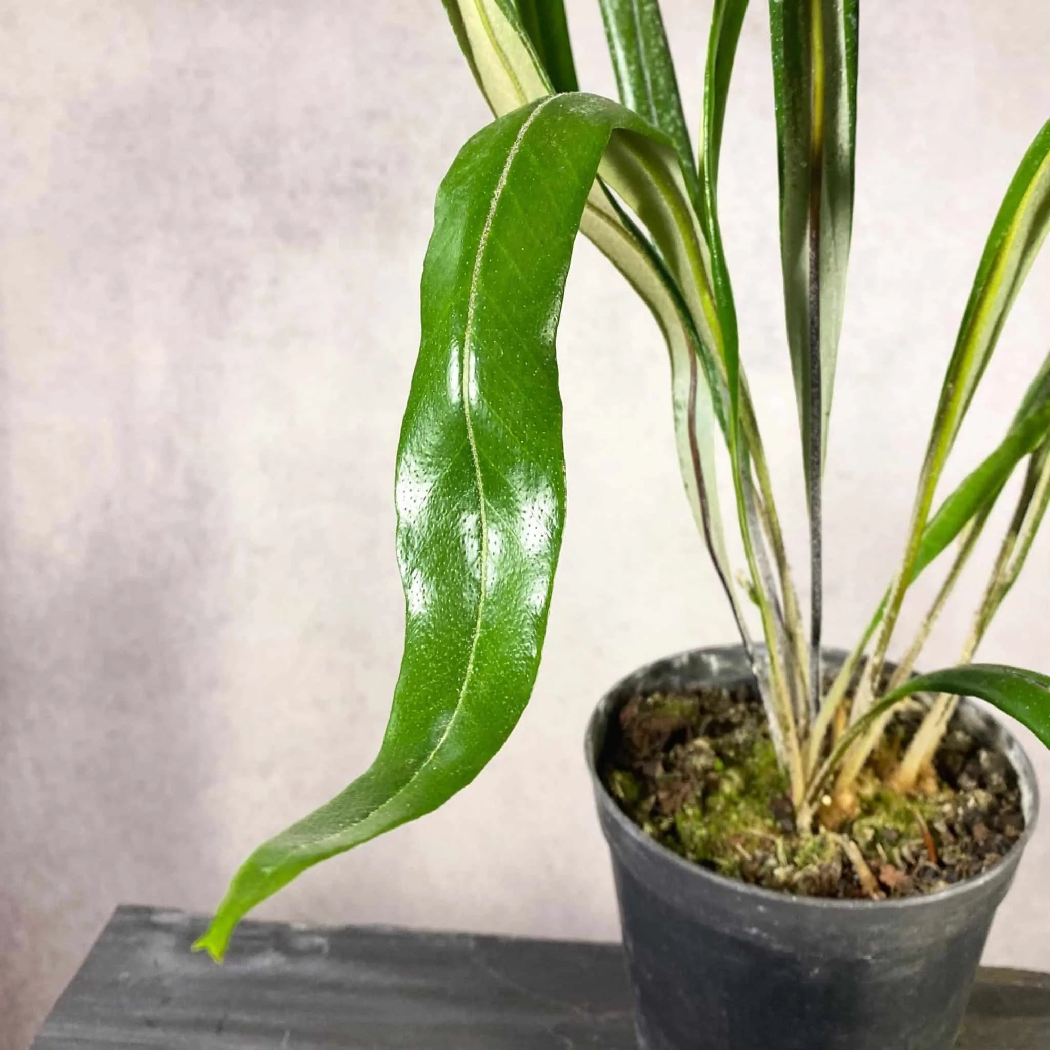 Pyrrosia subfurfuracea 大森食虫植物農園