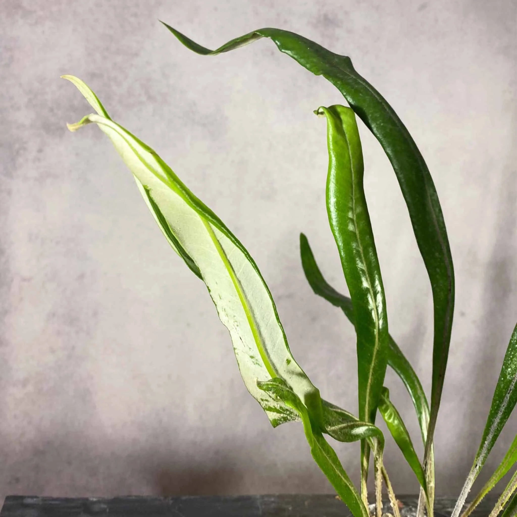 Pyrrosia subfurfuracea 大森食虫植物農園