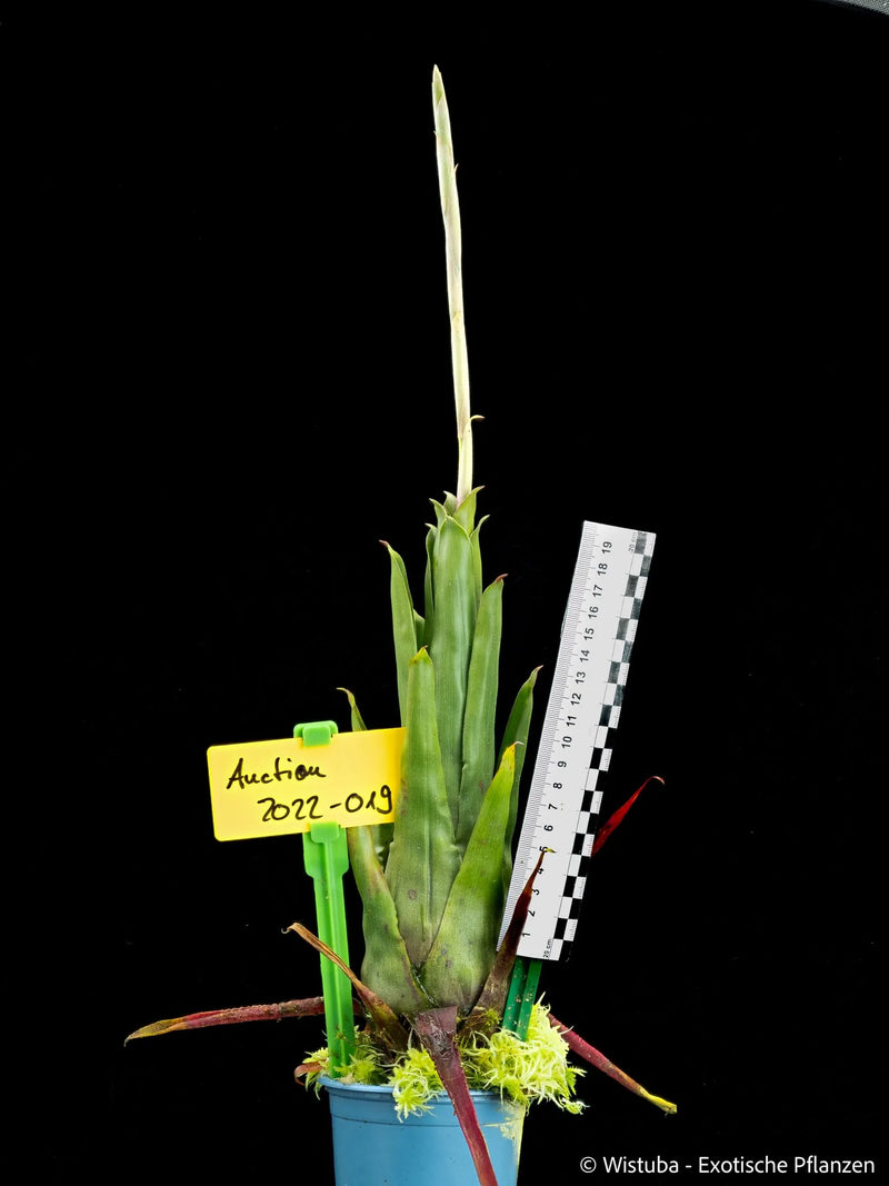 Racinaea spiculosa var. stenoglossa (Cerro Neblina) 大森食虫植物農園