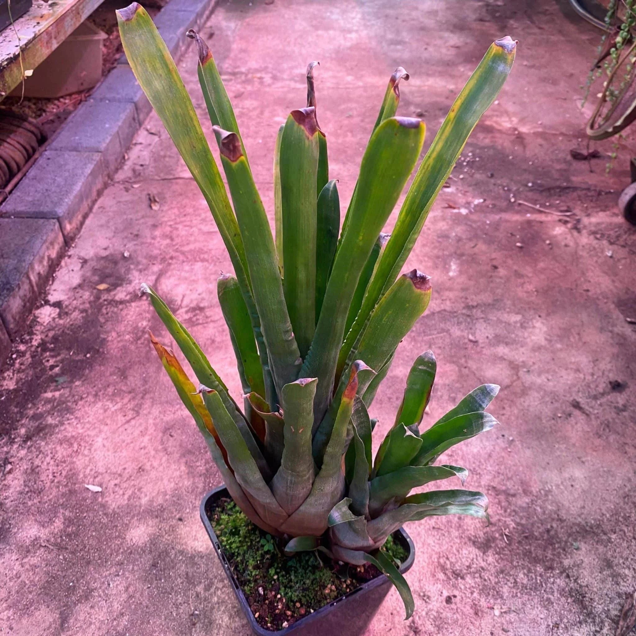 Racinea neblinae 大森食虫植物農園
