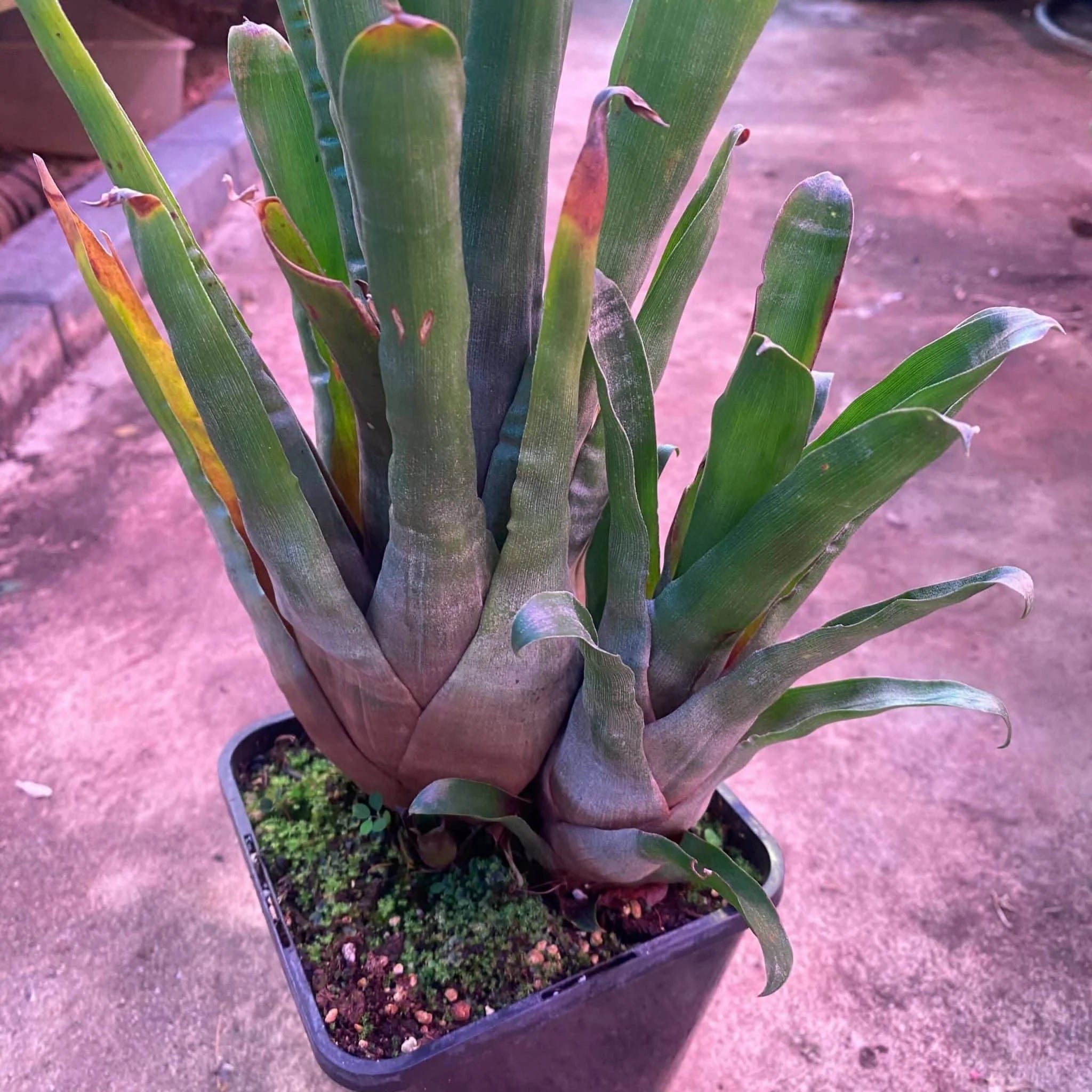 Racinea neblinae 大森食虫植物農園