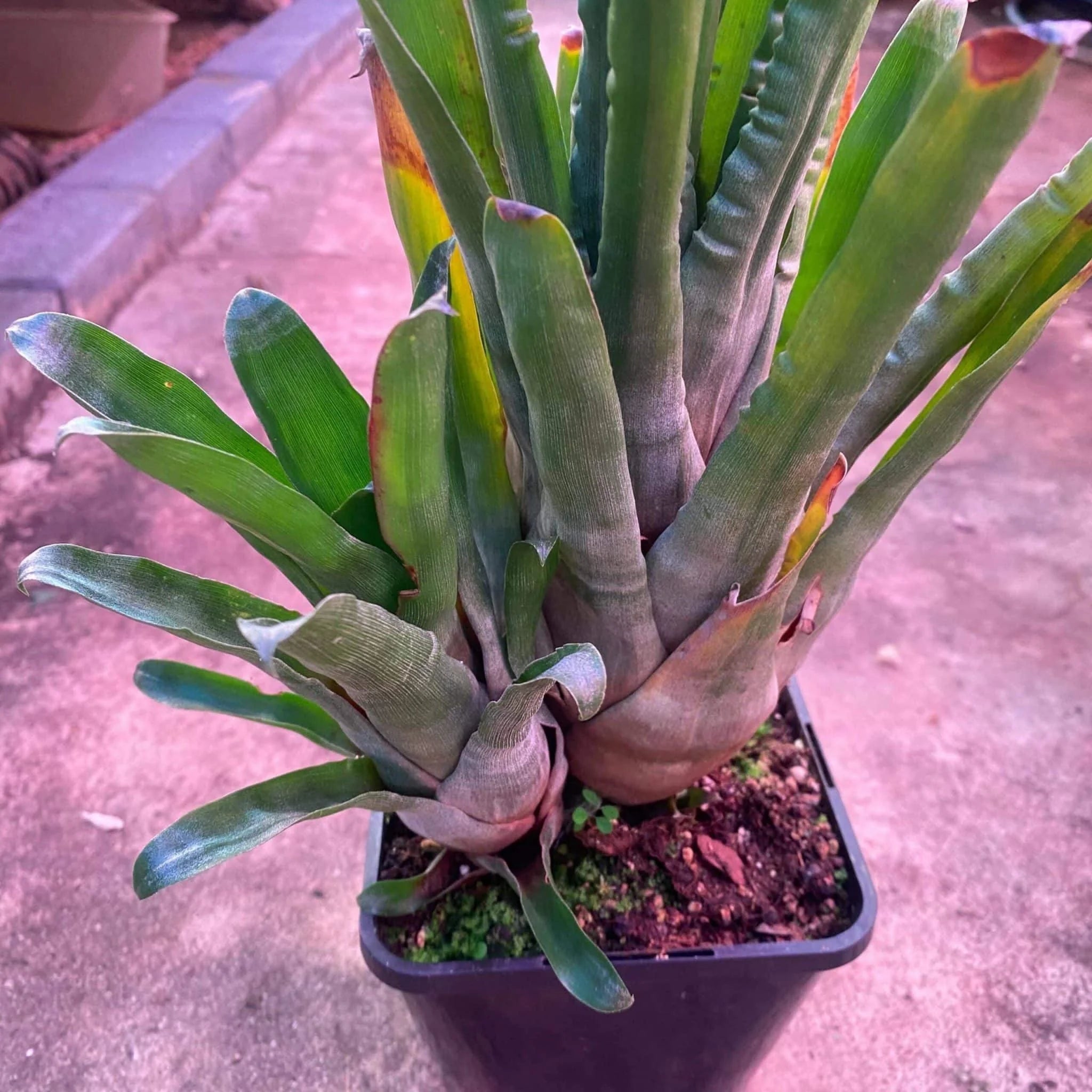 Racinea neblinae 大森食虫植物農園
