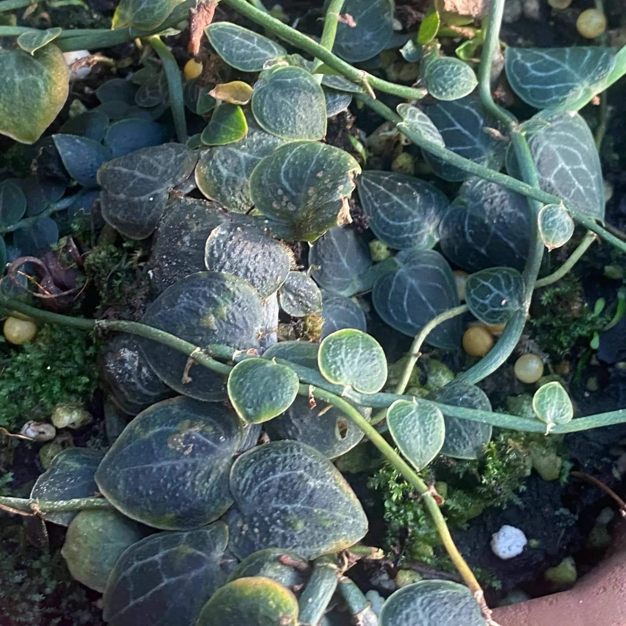 Rhaphidophora chrypthantha 大森食虫植物農園