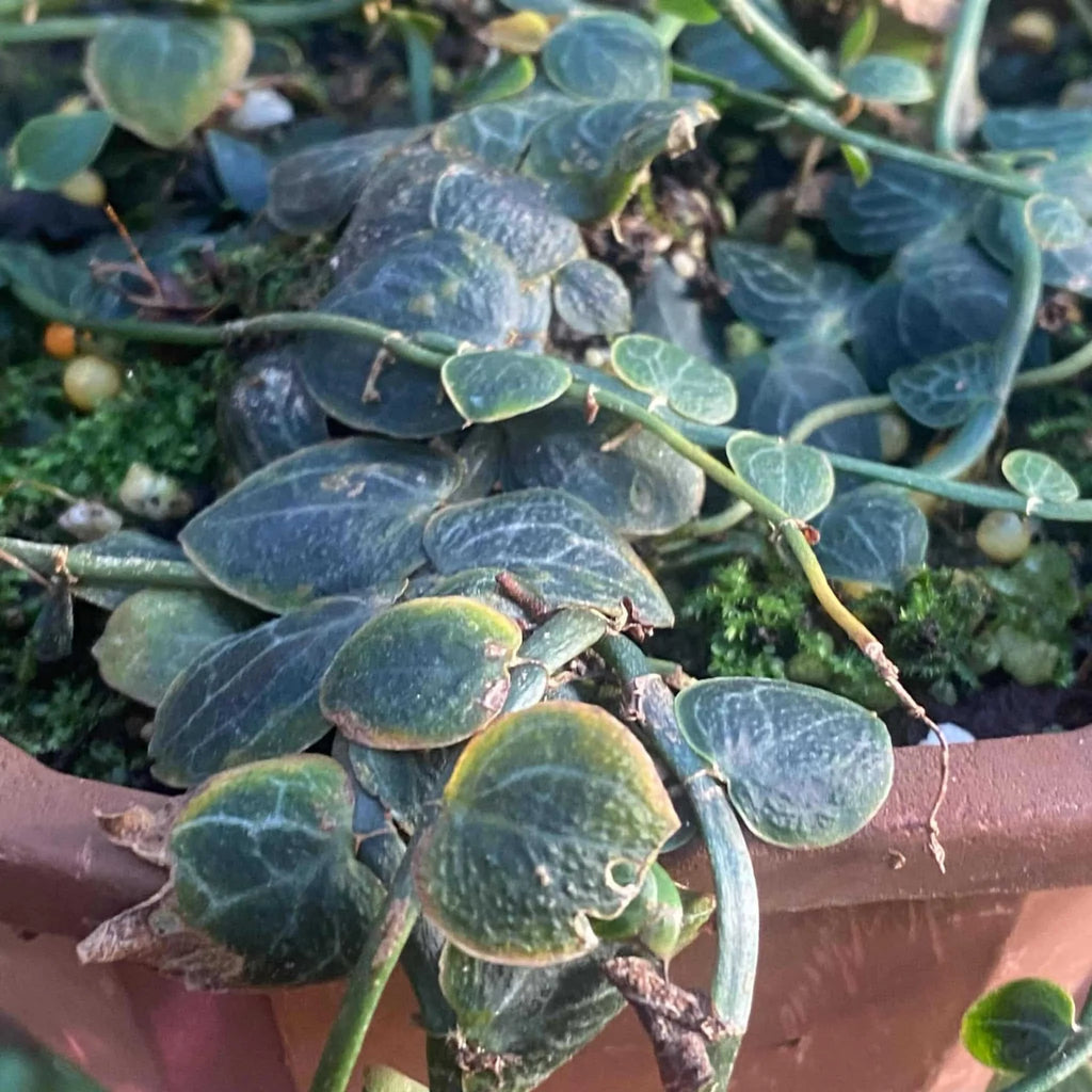 Rhaphidophora chrypthantha 大森食虫植物農園