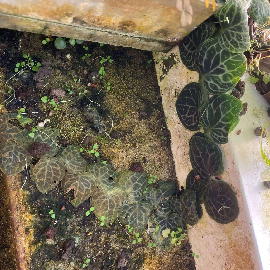 Rhaphidophora chrypthantha 大森食虫植物農園