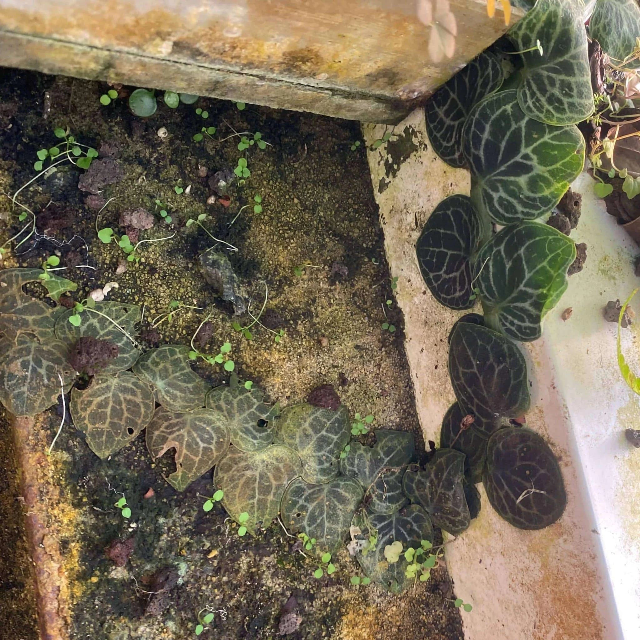 Rhaphidophora chrypthantha 大森食虫植物農園