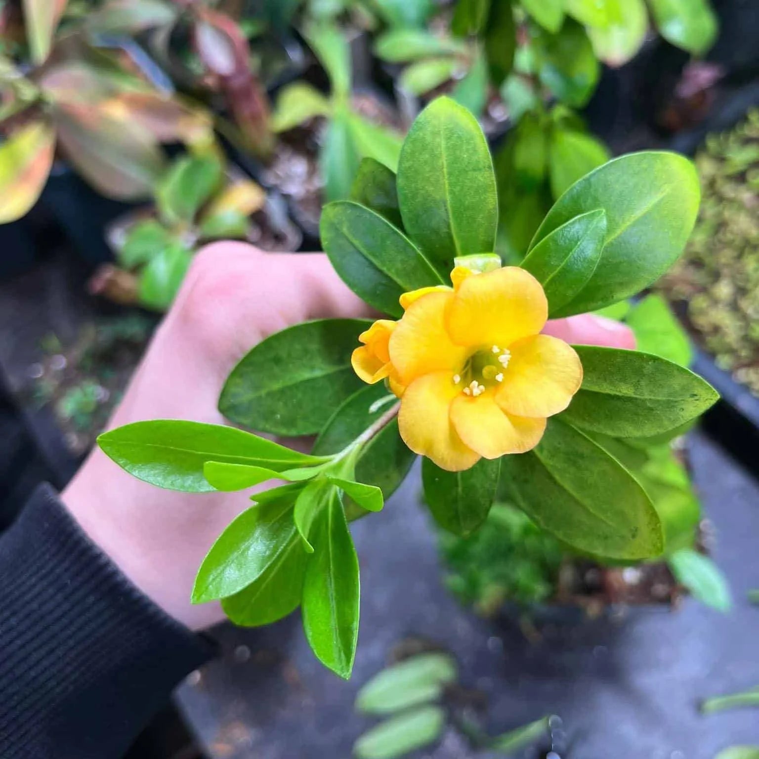 Rhododendron acrophilum 大森食虫植物農園