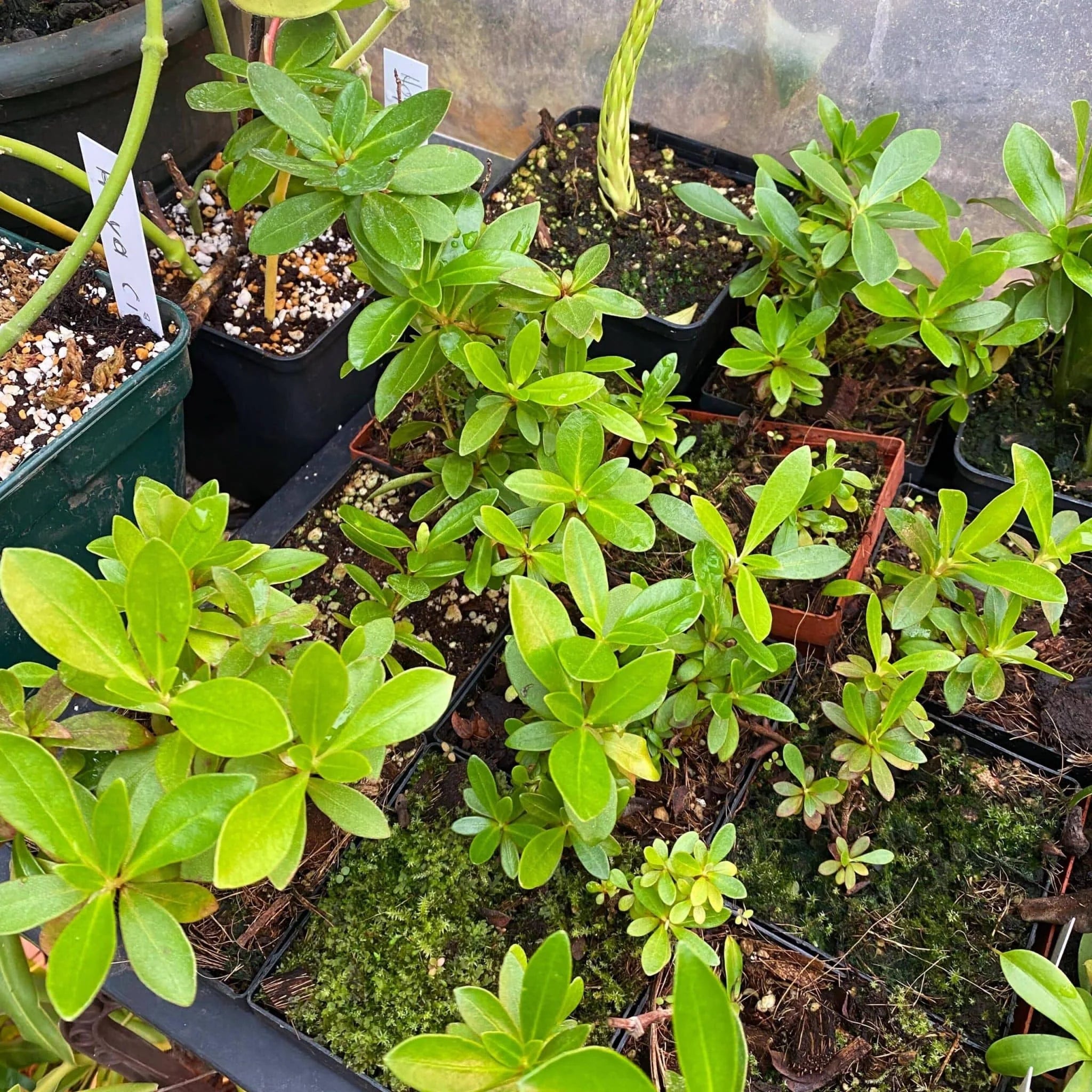 Rhododendron acrophilum 大森食虫植物農園
