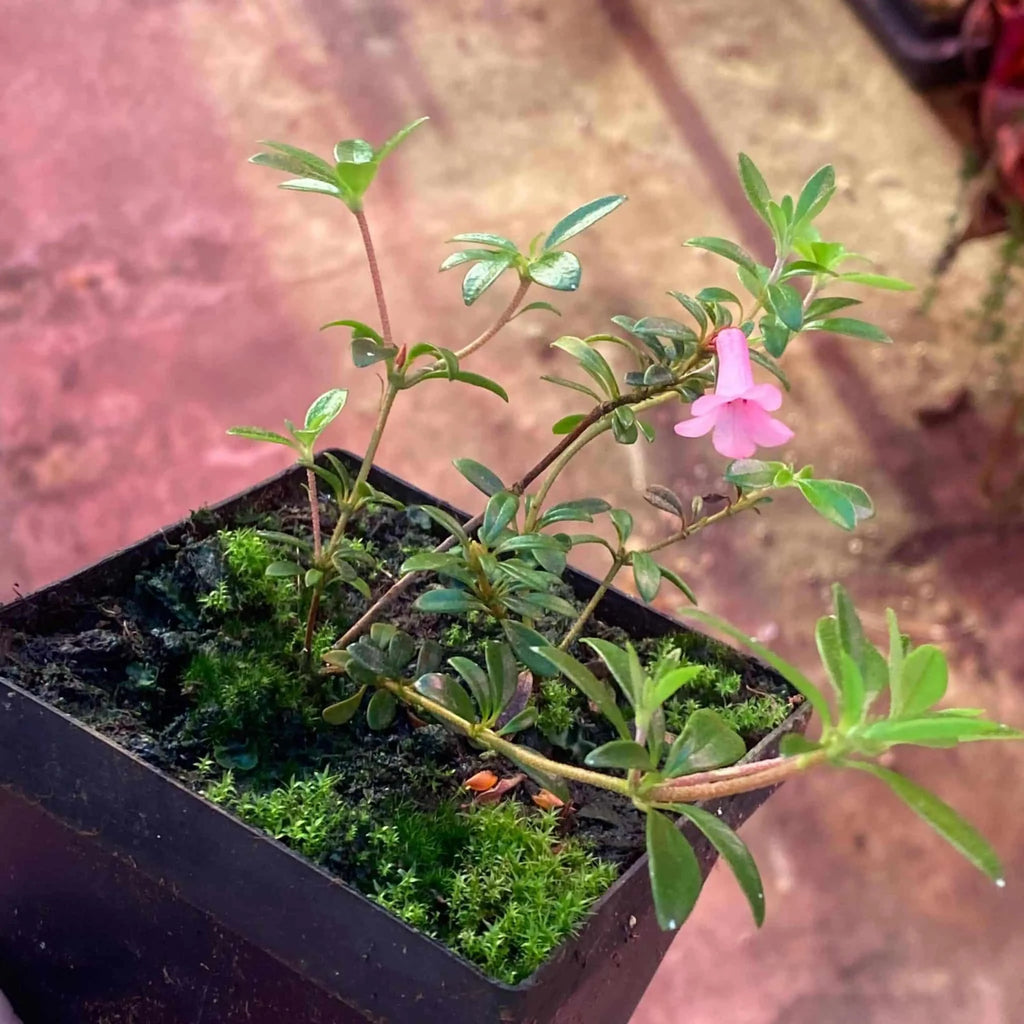 Rhododendron anagalliflorum x pauciflorum 大森食虫植物農園