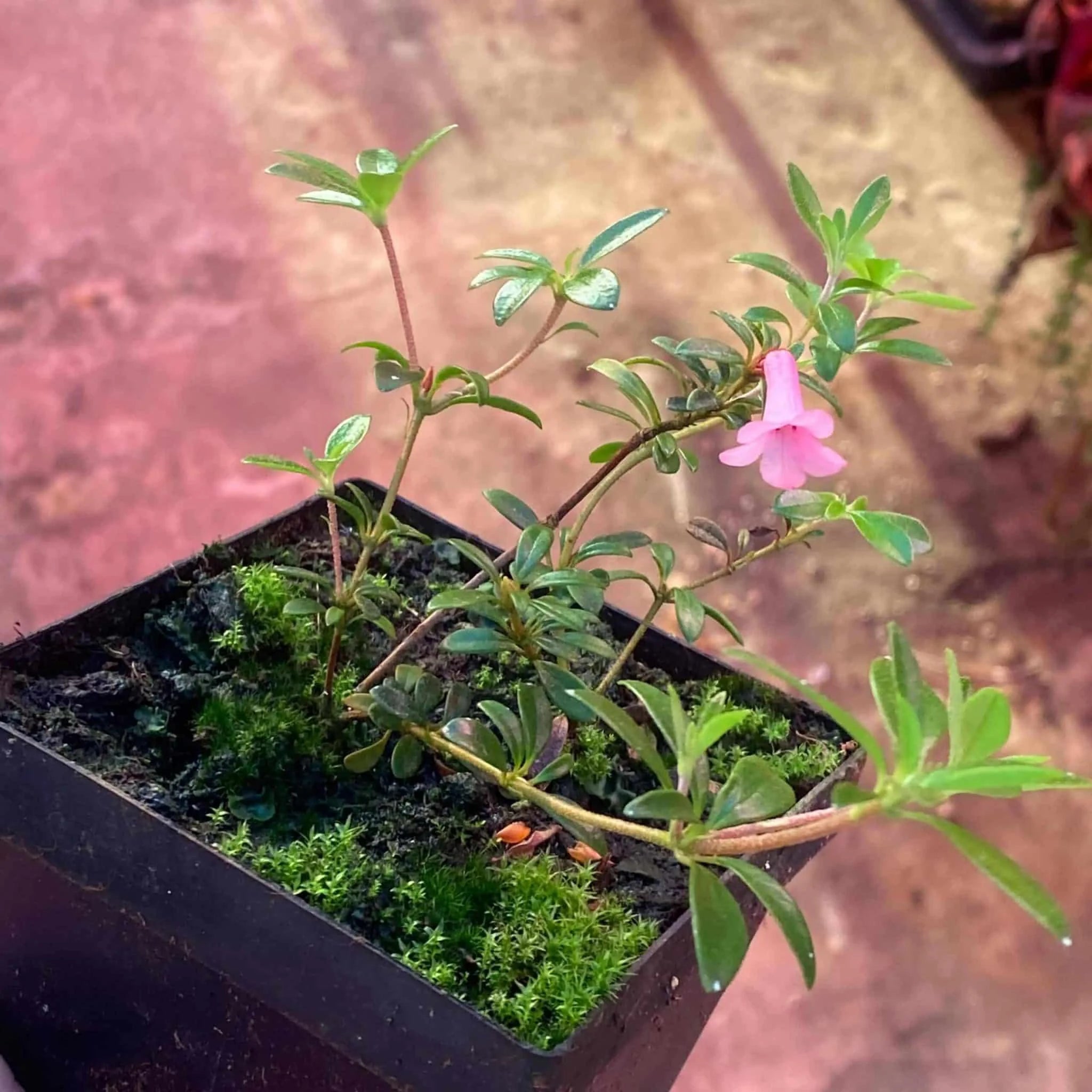 Rhododendron anagalliflorum x pauciflorum 大森食虫植物農園