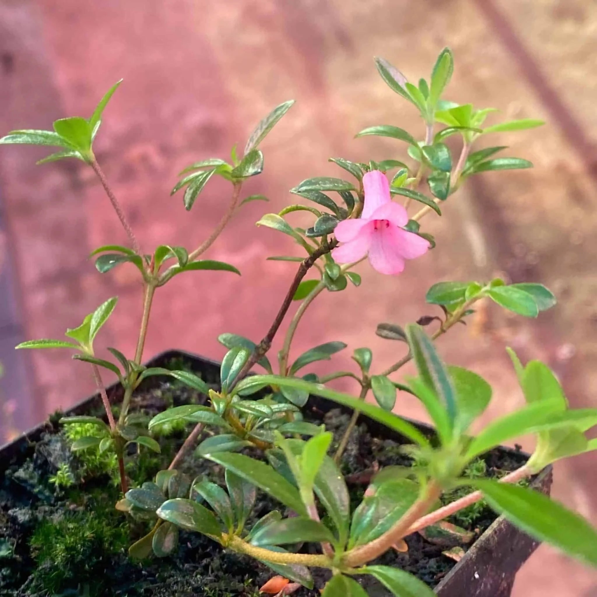 Rhododendron anagalliflorum x pauciflorum 大森食虫植物農園