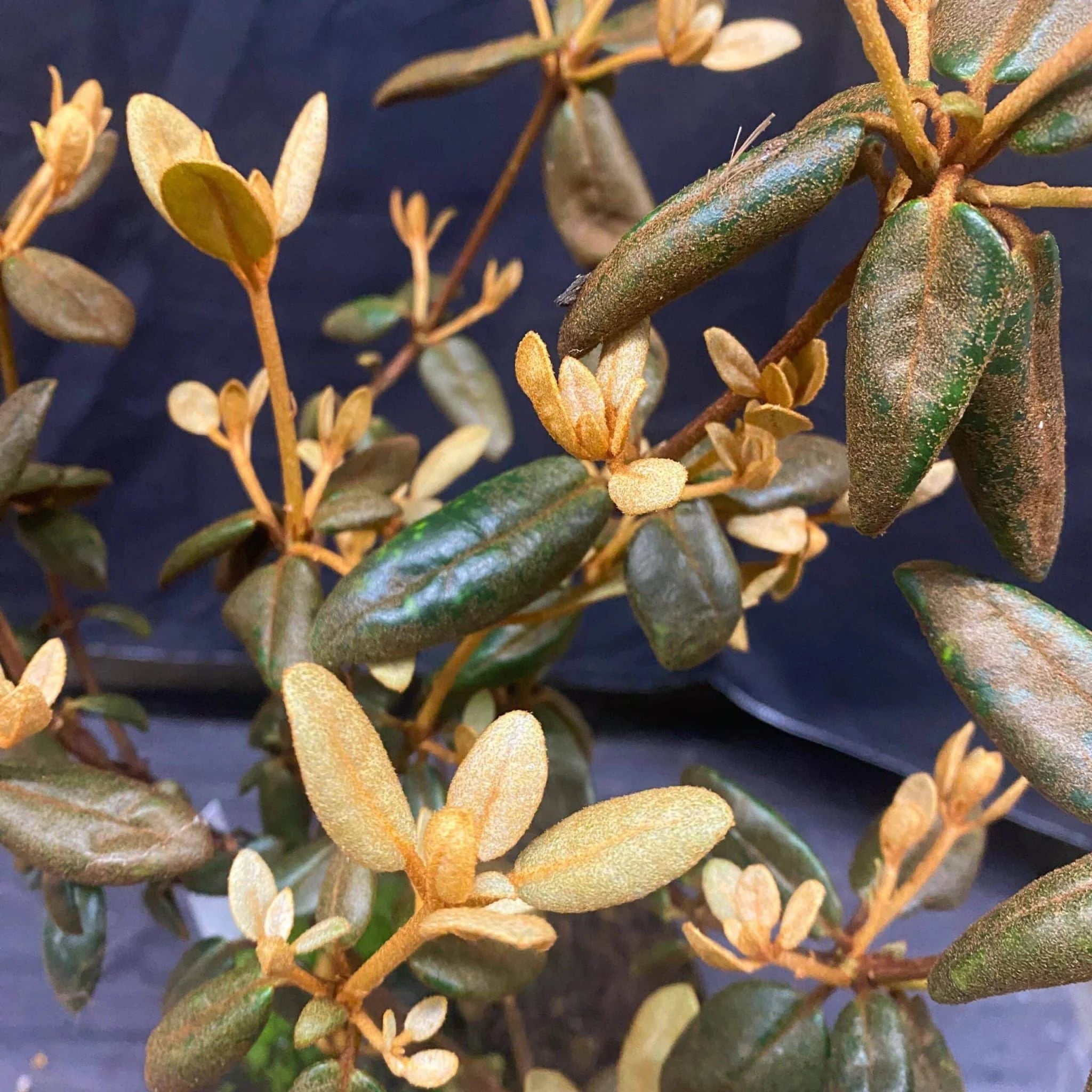 Rhododendron beyerinckianum 大森食虫植物農園