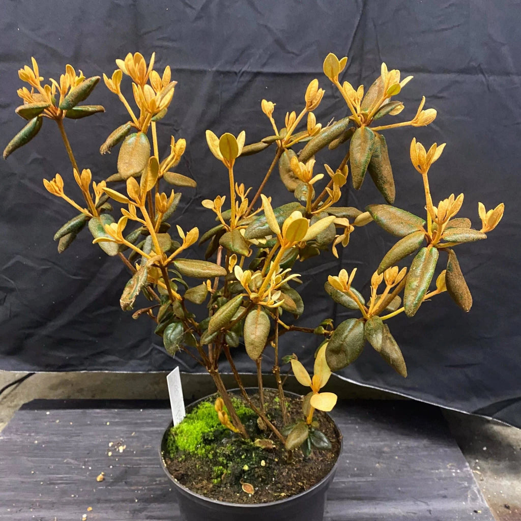Rhododendron beyerinckianum 大森食虫植物農園