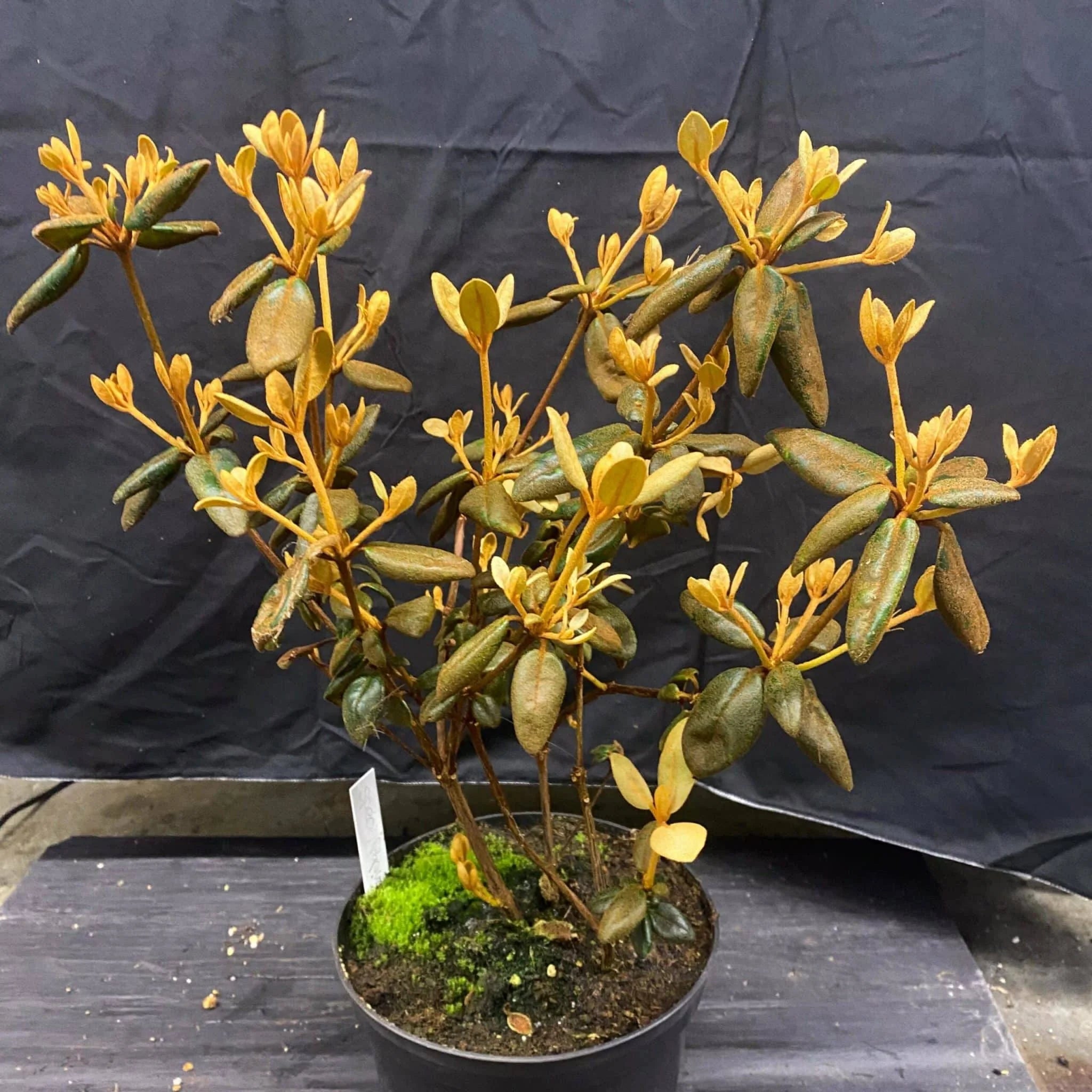 Rhododendron beyerinckianum 大森食虫植物農園