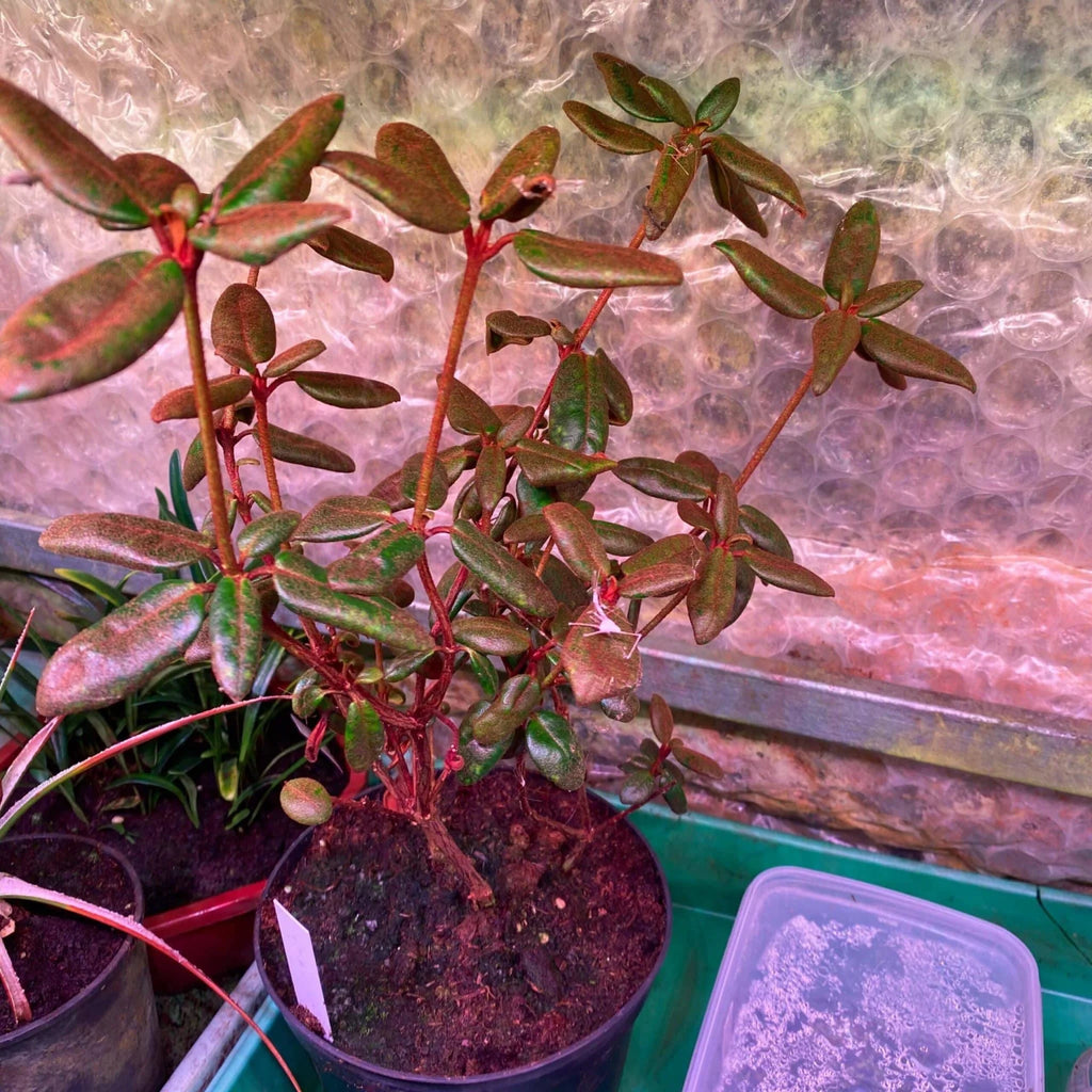 Rhododendron beyerinckianum 大森食虫植物農園