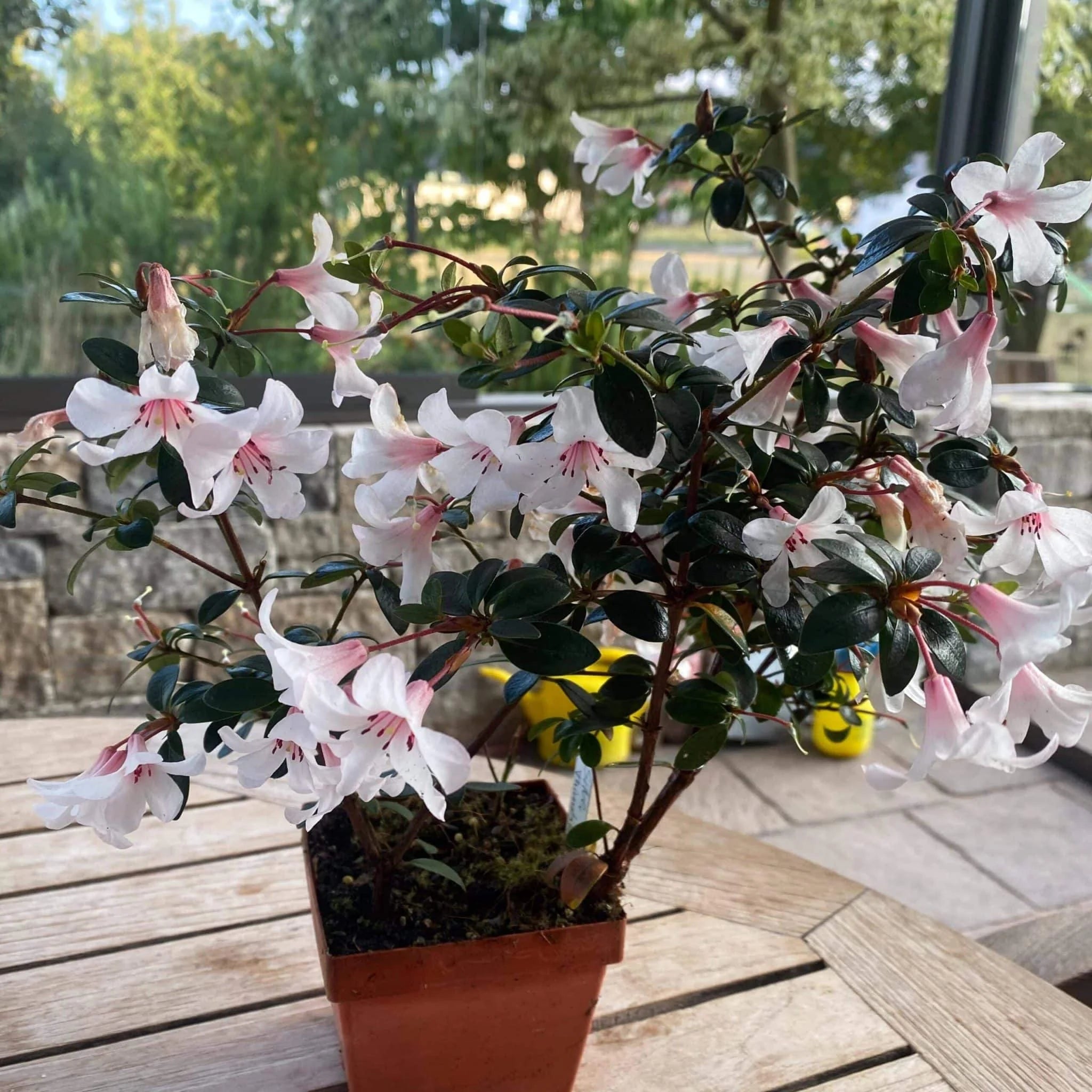 Rhododendron cv. Silver Thimbles 大森食虫植物農園