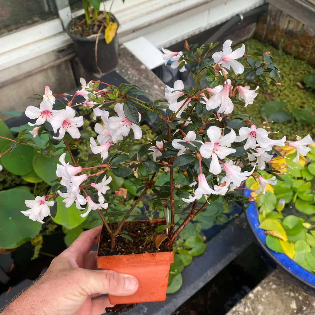 Rhododendron cv. Silver Thimbles 大森食虫植物農園