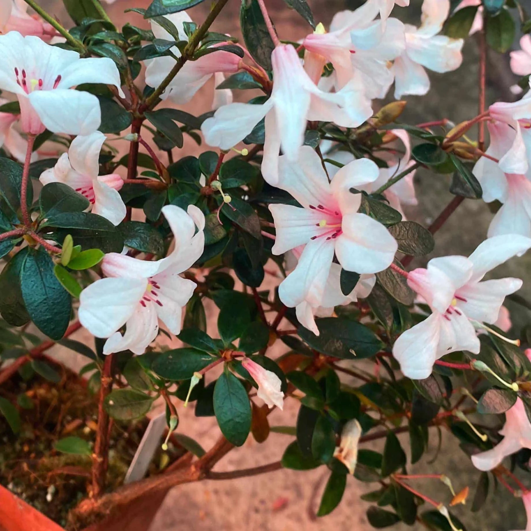 Rhododendron cv. Silver Thimbles 大森食虫植物農園
