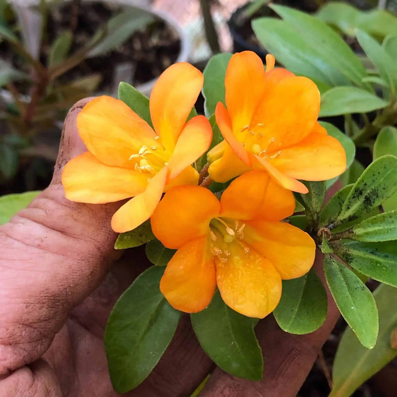 Rhododendron cv. sunny yellow 大森食虫植物農園