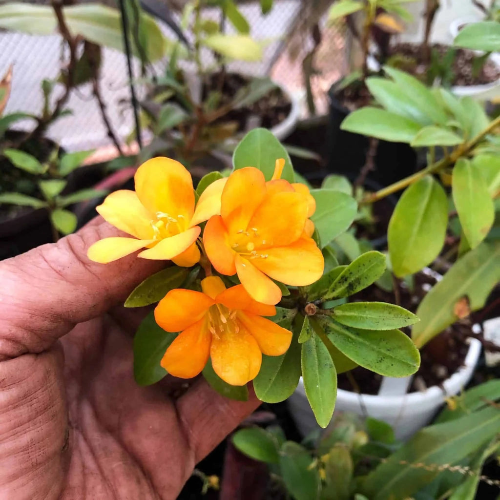 Rhododendron cv. sunny yellow 大森食虫植物農園