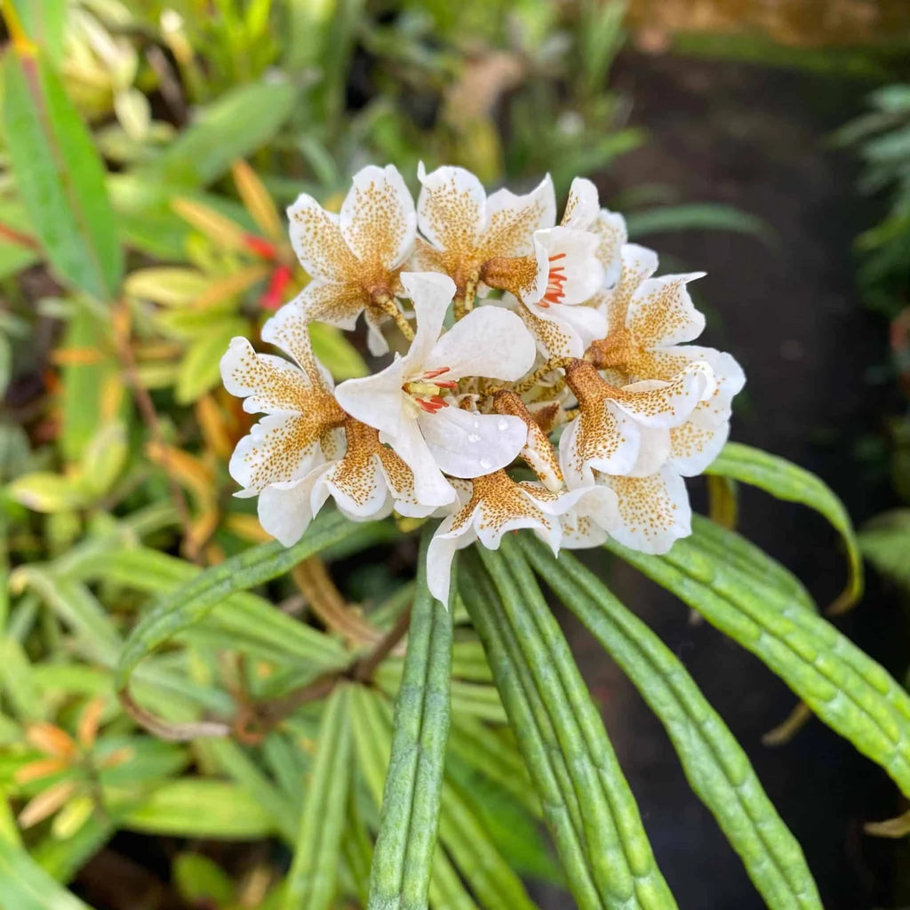 Rhododendron himantodes 大森食虫植物農園