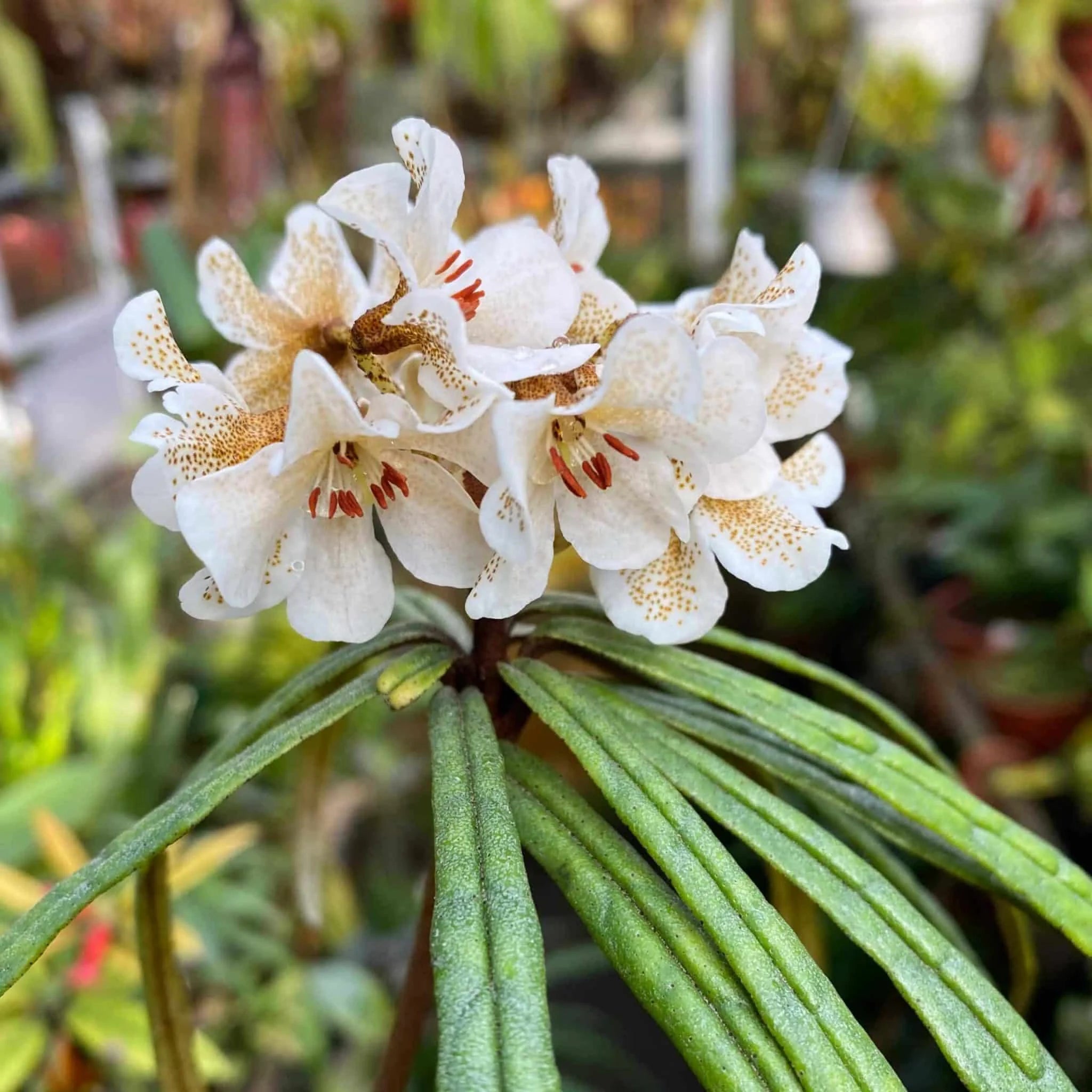 Rhododendron himantodes 大森食虫植物農園